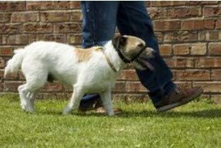 Canny - Canny Collar Head Collar for Dog Training and Walking - Black (Size 4, Model 02-1005) 17