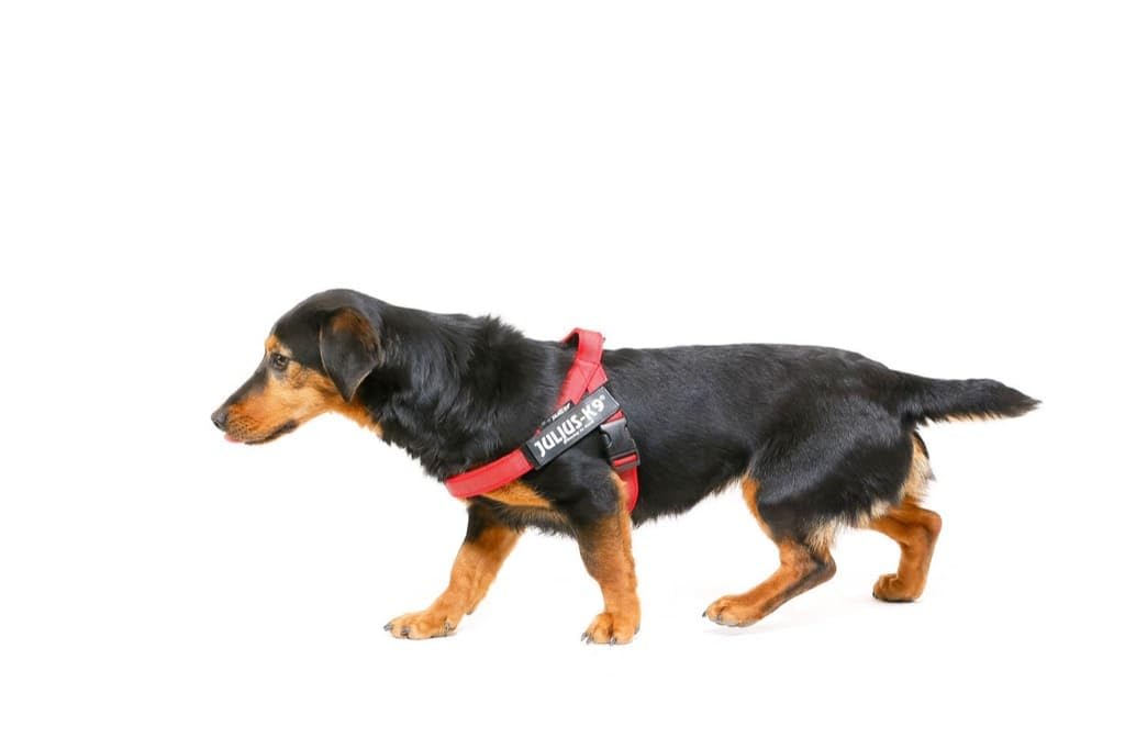 Julius-K9 IDC Color & Gray Belt Harness - Adjustable Fit | Chest 49-67cm | Dog Harness 1