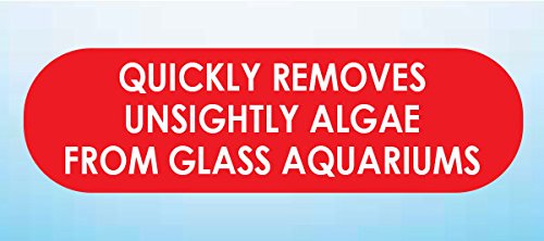 API Hand Held Algae Pad for Glass Aquariums - Durable Scrubbing Pad | 1 Count 2