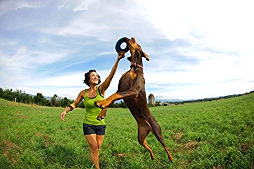 Chuckit! Zipflight Floating Frisbee Dog Toy, Medium, Assorted Colors 7