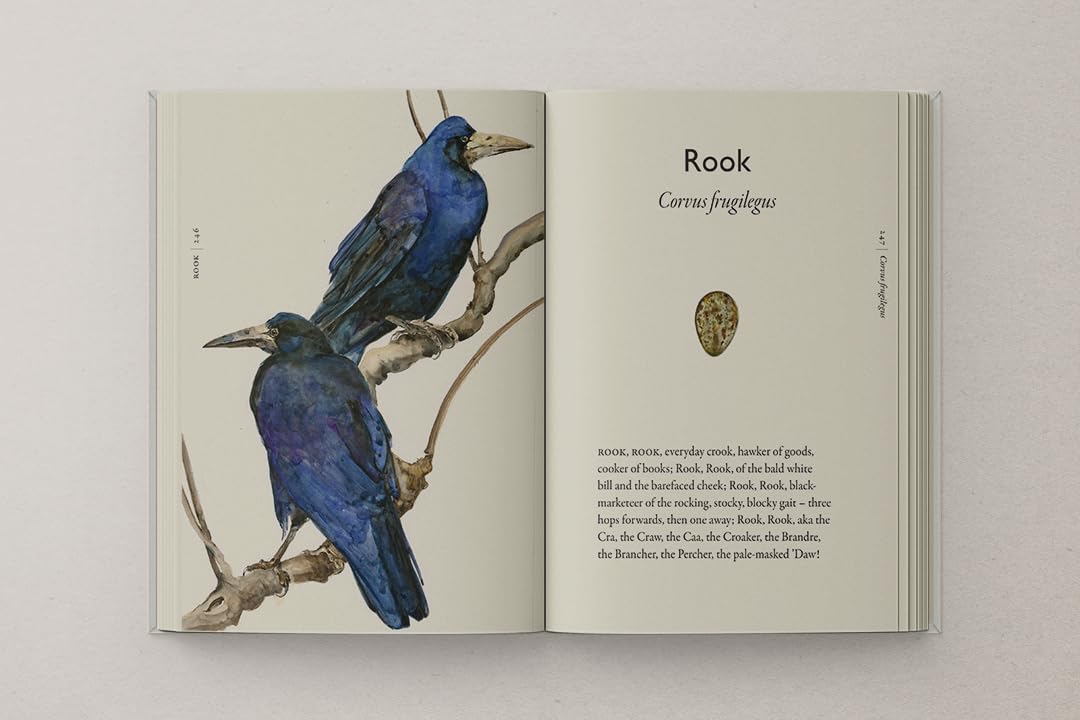 Morris & Macfarlane - The Book of Birds | Hardcover Field Guide to Declining British Bird Species 4