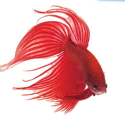 API BETTAFIX Antibacterial & Antifungal Treatment for Betta Fish - 50 ml