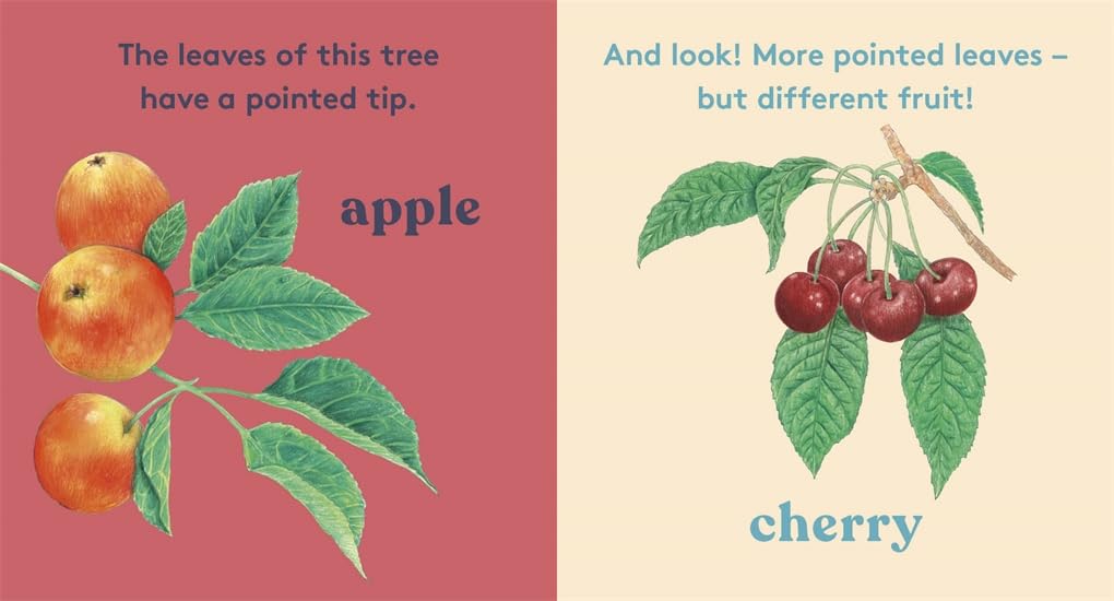 LOOK! A Tree - Board Book - 20 Pages - Ages 2–5