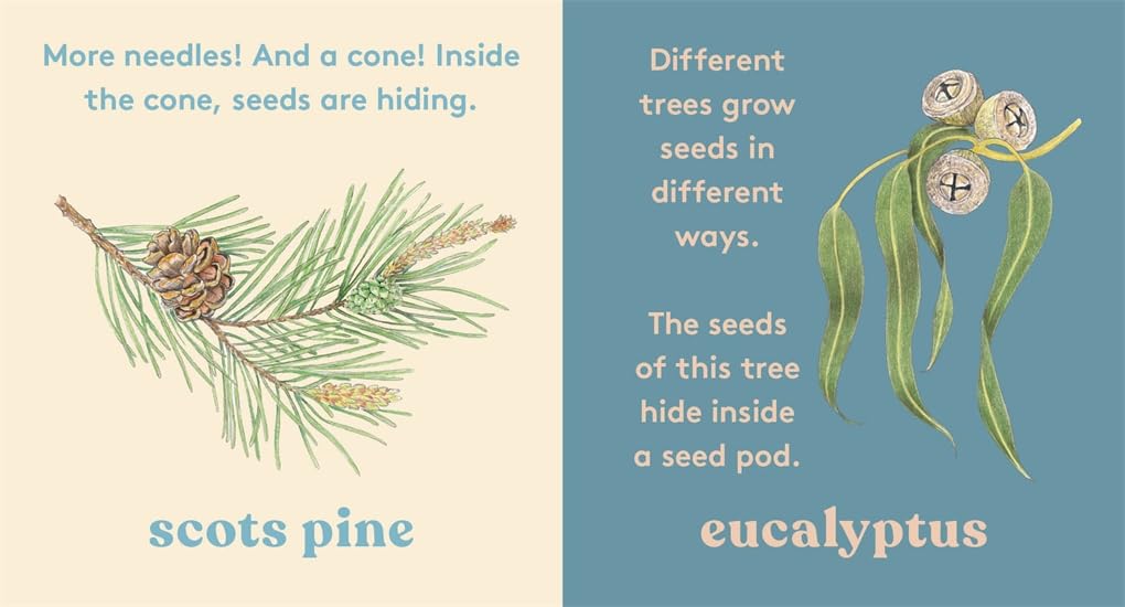 LOOK! A Tree - Board Book - 20 Pages - Ages 2–5