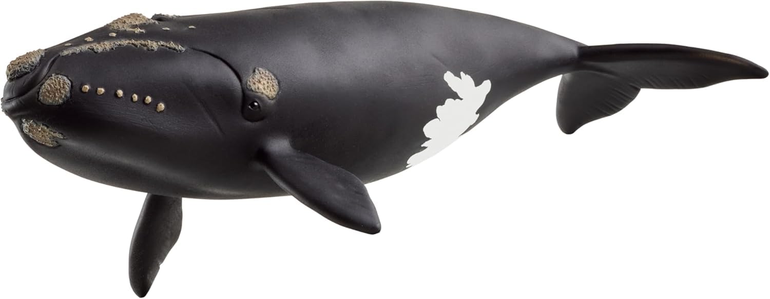 Schleich WILD LIFE North Atlantic Right Whale Figurine 19cm Plastic Model 14878 1