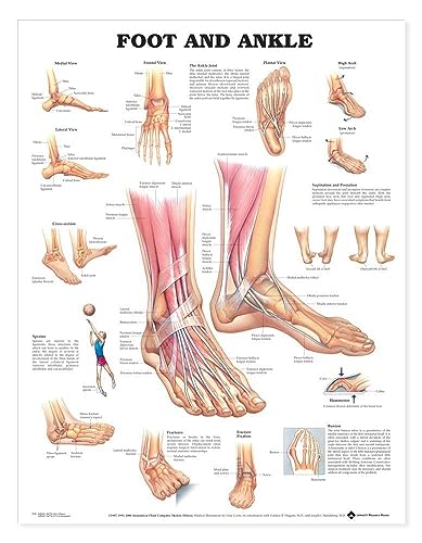 Foot and Ankle Anatomy Chart (9781587791376)