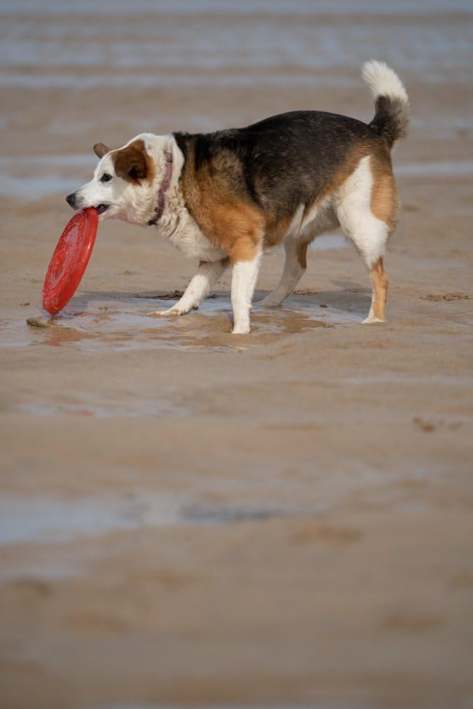 Petface Rubber Frisbee Dog Toy - Durable, Waterproof, Medium Size 5