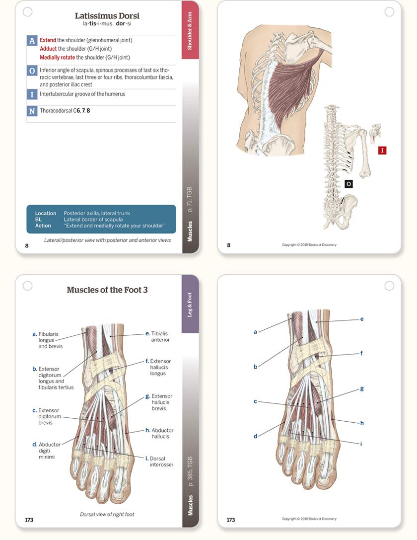 Books of Discovery Trail Guide to the Body Flashcards Vol 2: Muscles of the Body - Sixth Edition 2