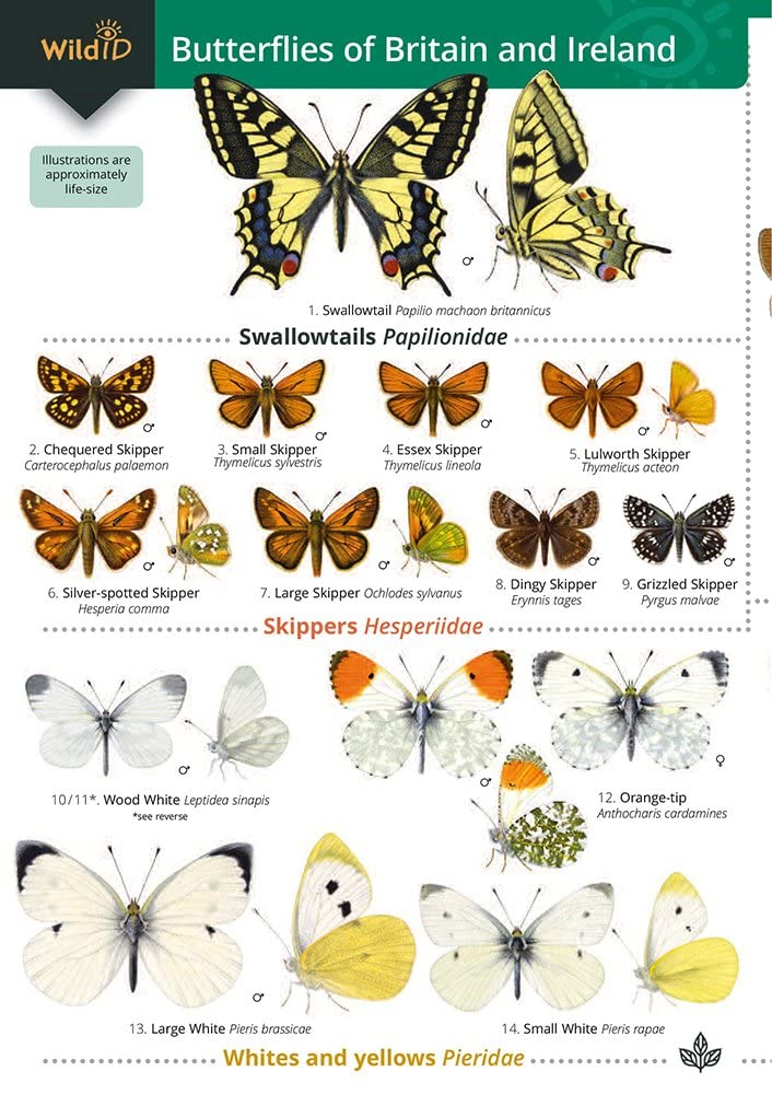 Field Studies Council Guide to the Butterflies of Britain and Ireland | Paperback Field Guide
