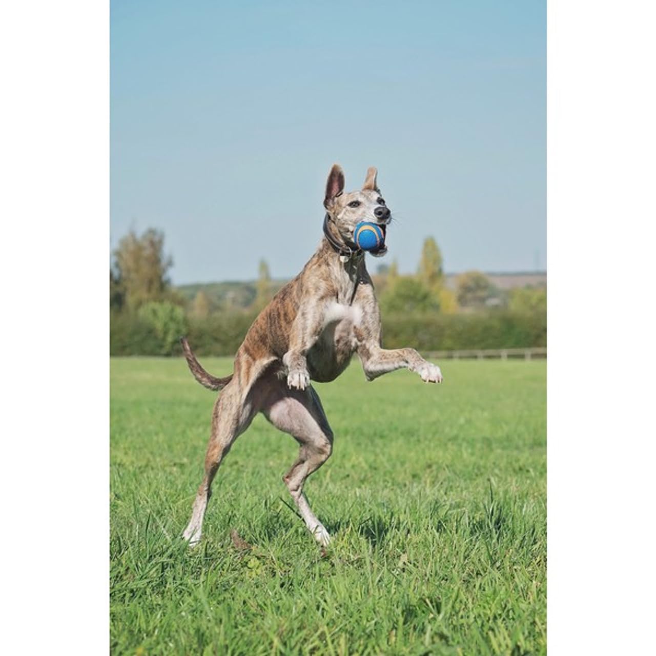 Chuckit! Ultra Squeaker Ball Dog Toy - High Bounce, Floating, Launcher Compatible, X-Large, 1 Pack 2