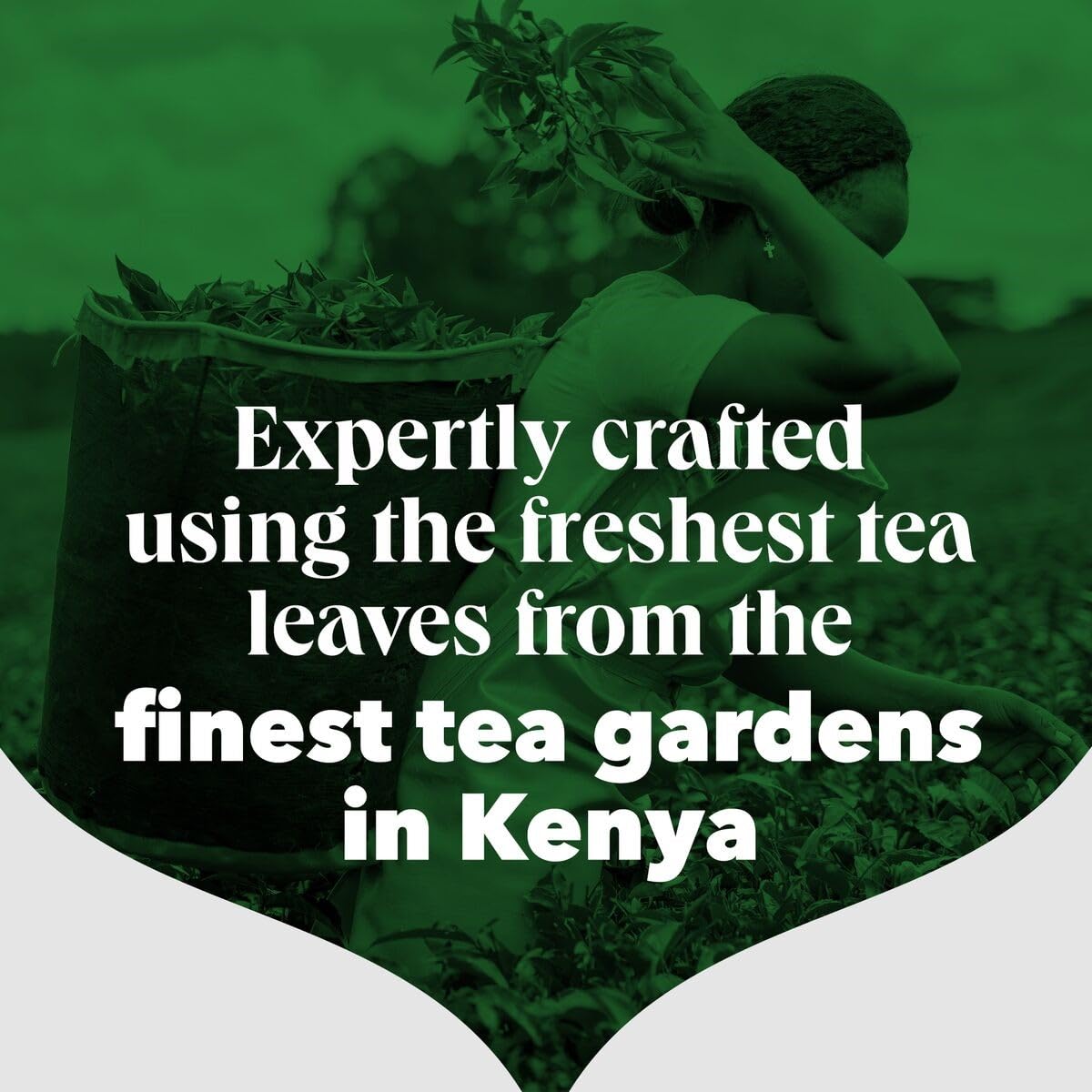PG Tips Original Loose Leaf Black Tea - 1.5kg Bulk Pack | 480 Servings | Refreshing & Flavourful