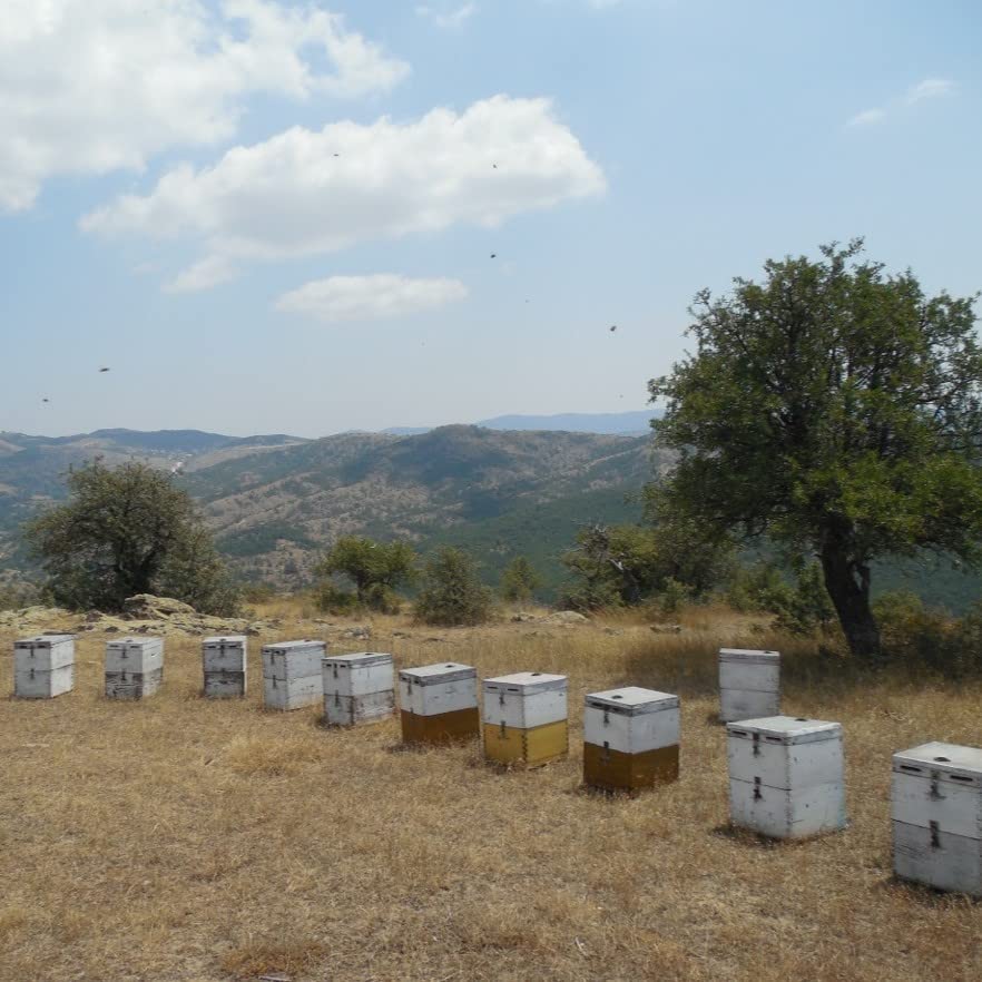 Odysea Greek Raw Pine & Fir Honey - 100% Unprocessed | 250g Jar | Great Taste Award Winner 6