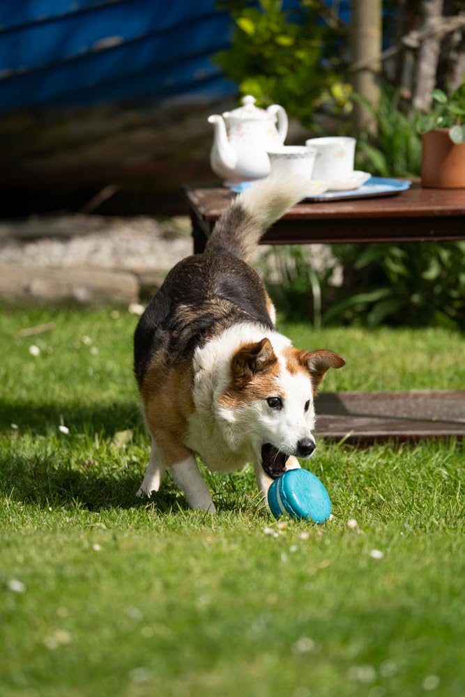 Petface Macaron Latex Dog Toy - Soft Chew | Built-in Squeaker | Blue