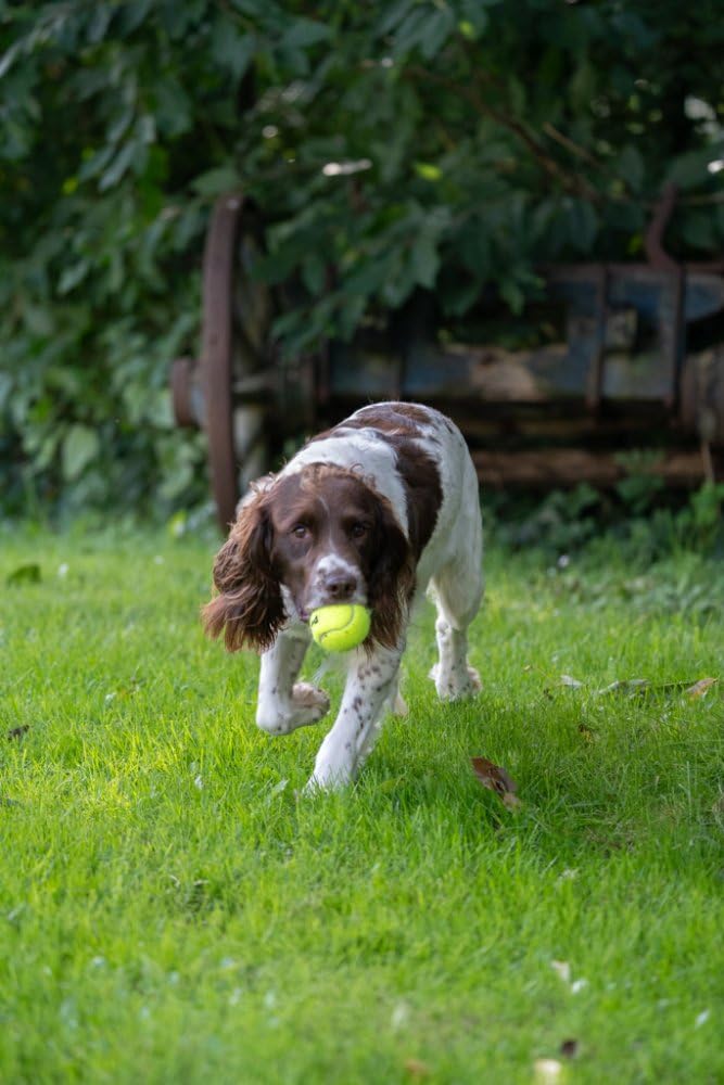 Petface Super Tennis Balls - 3 Pack | Durable Fetch Toy | Natural Rubber 4