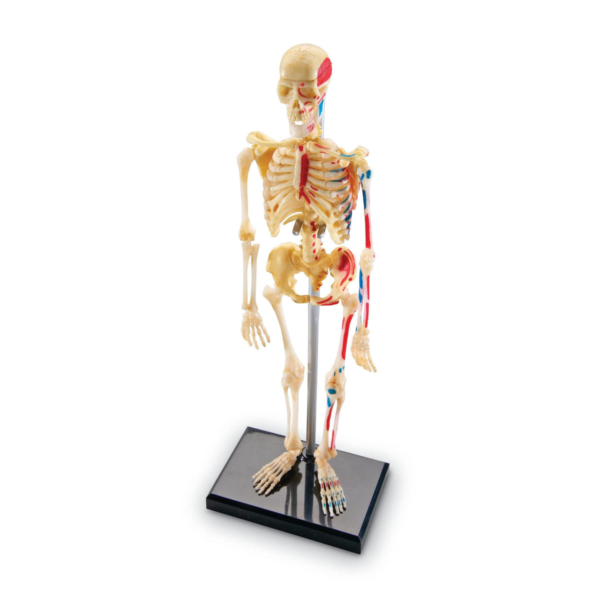 Learning Resources Skeleton Model - 41-Piece Miniature Model, 23cm, Ages 8+