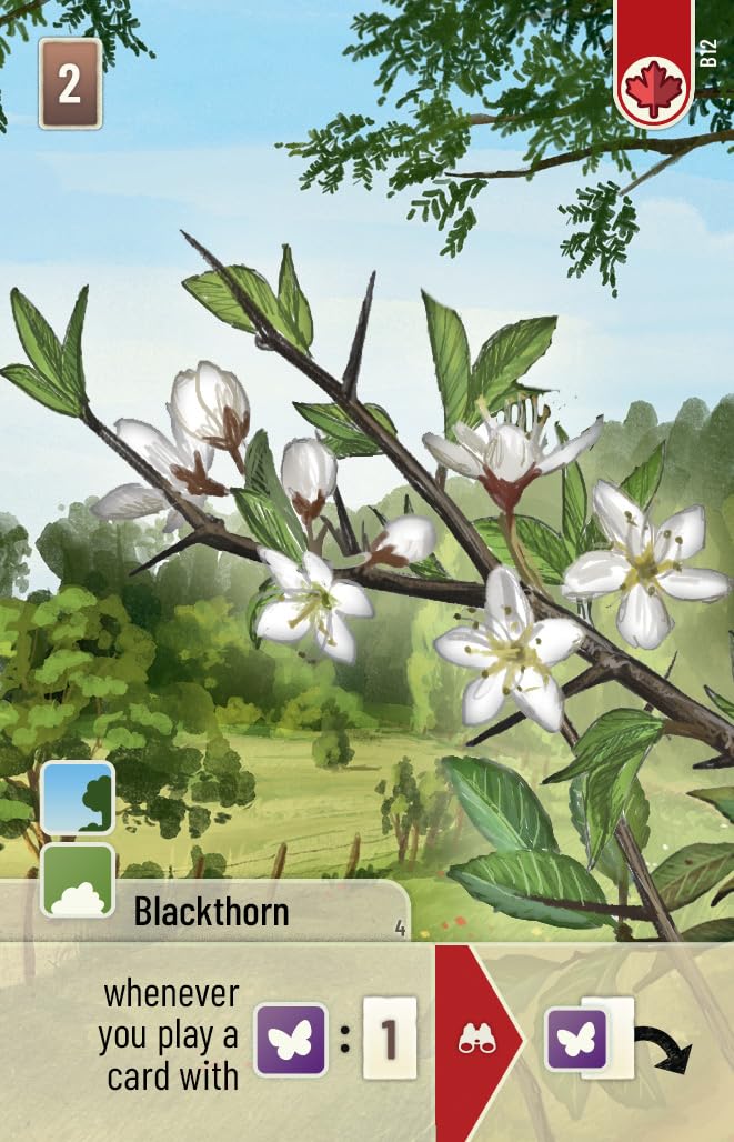 Lookout Forest Shuffle: Woodland Edge Card Game Expansion | Ages 10+ | 2-5 Players | 60+ Minutes 4