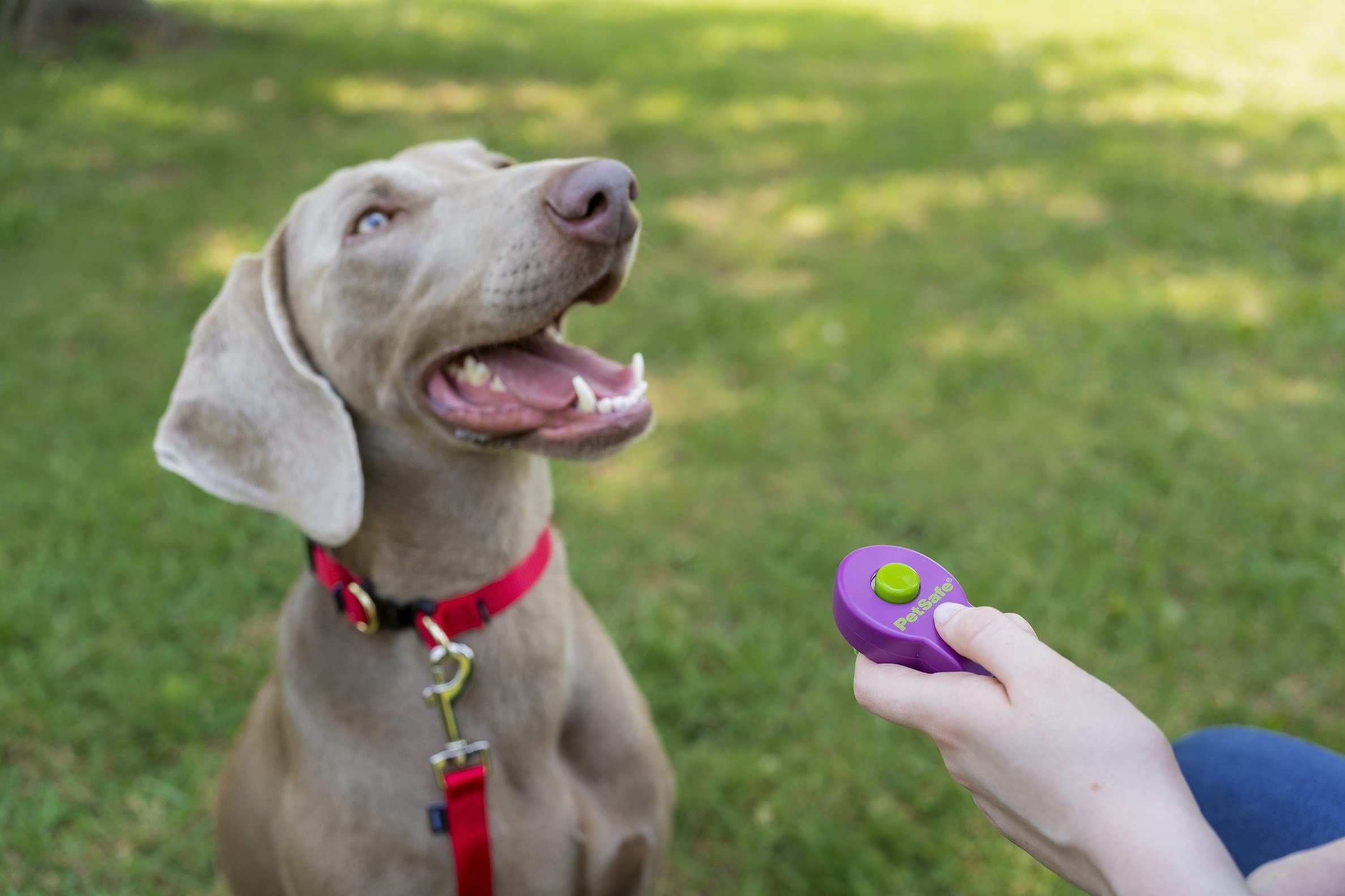 PetSafe Clik-R Training Clicker - Purple | Ergonomic Design | All Ages & Skill Levels