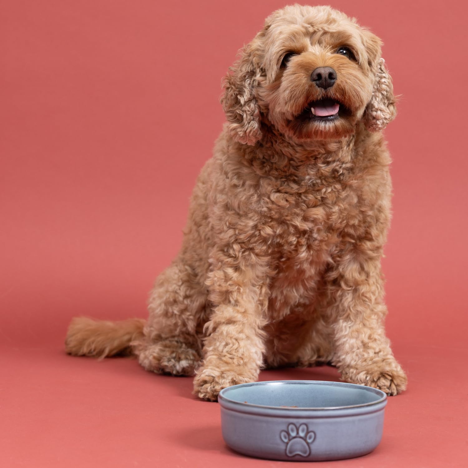 Mason Cash Reactive Paw Large Dog Bowl - 18cm Diameter, 950ml Capacity, Stoneware 3