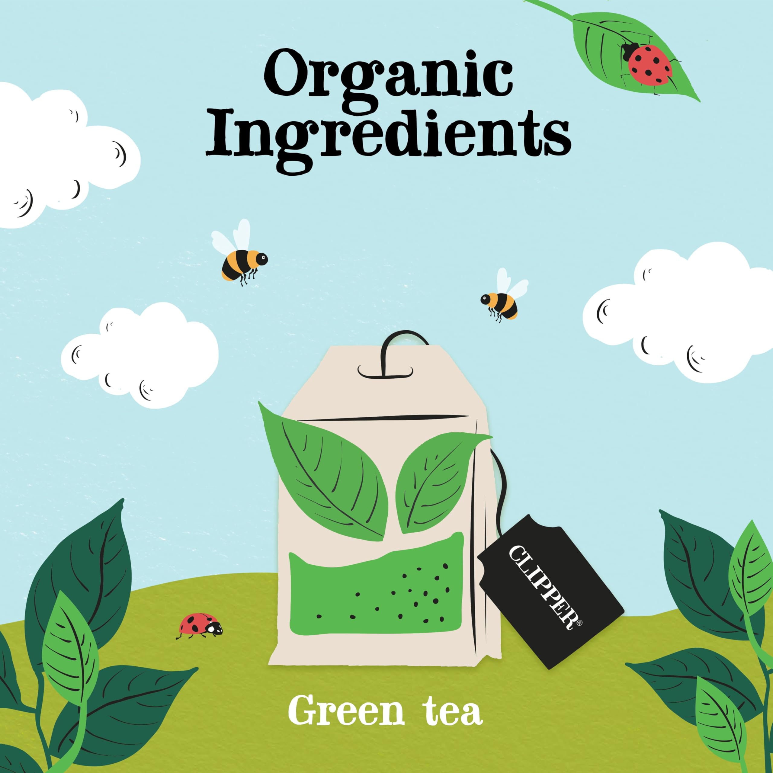 Clipper Natural, Fair & Delicious Organic Pure Green Tea Bags - 250 Count Bulk Box 3