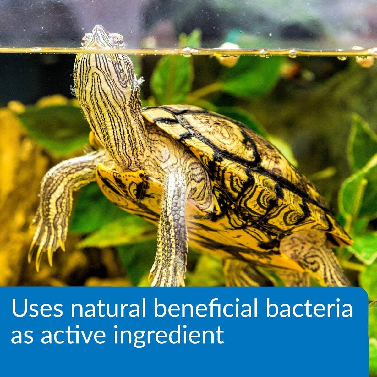 API Turtle Sludge Destroyer Aquarium Cleaner and Sludge Remover Treatment | 237 ml Liquid 6