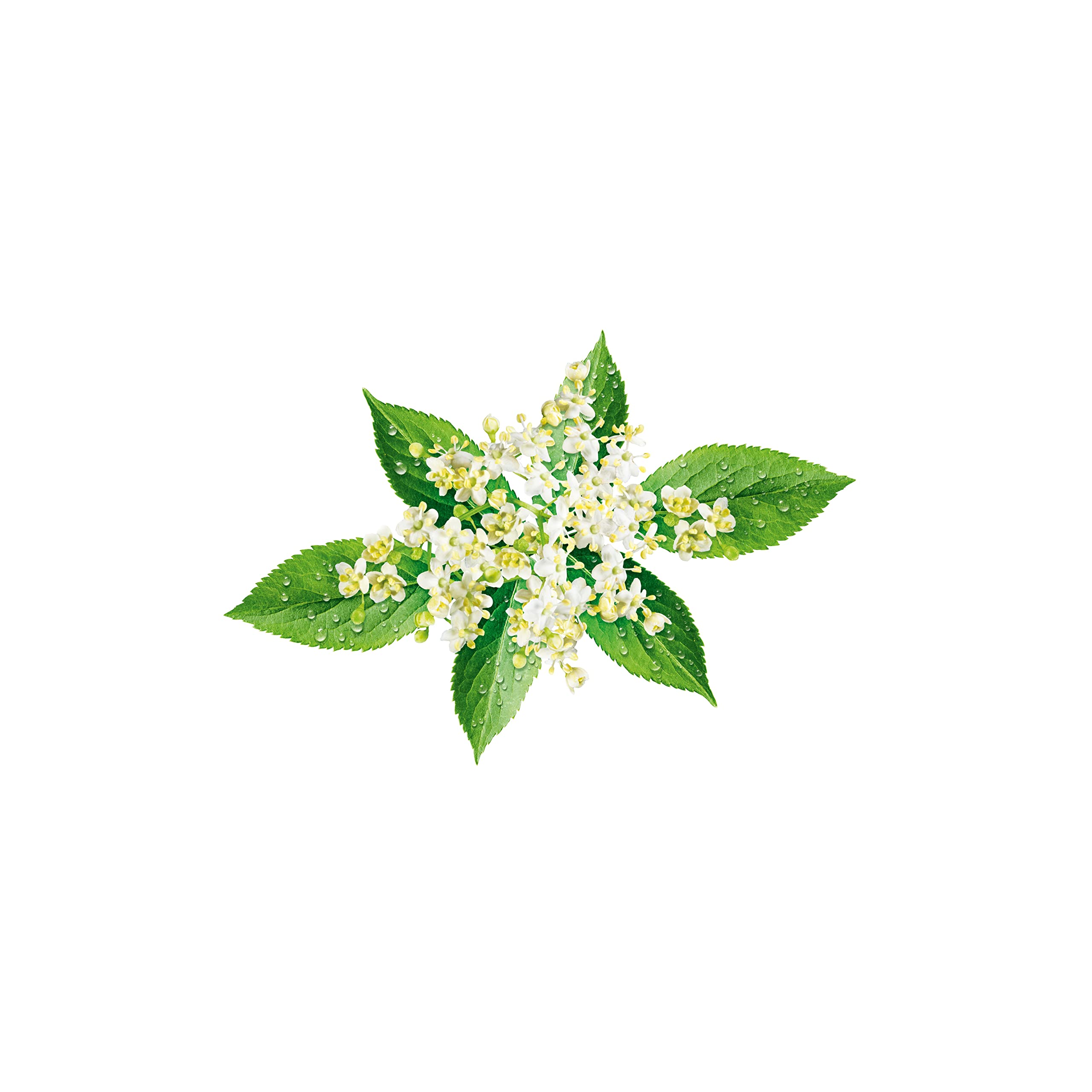 Teisseire Zero Elderflower Syrup - 0% Sugar, 600ml Bottle, 48 Servings