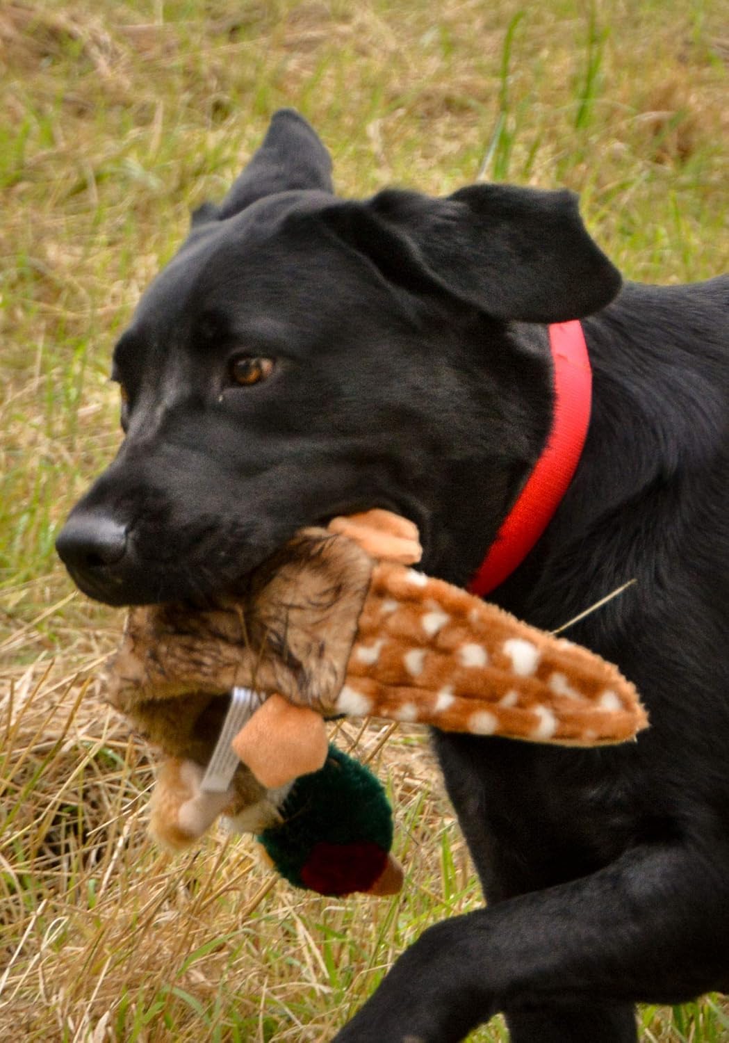 Petface Luxury Multi Squeak Pheasant Dog Toy | Plush Fur Material | Medium & Large Breeds 5