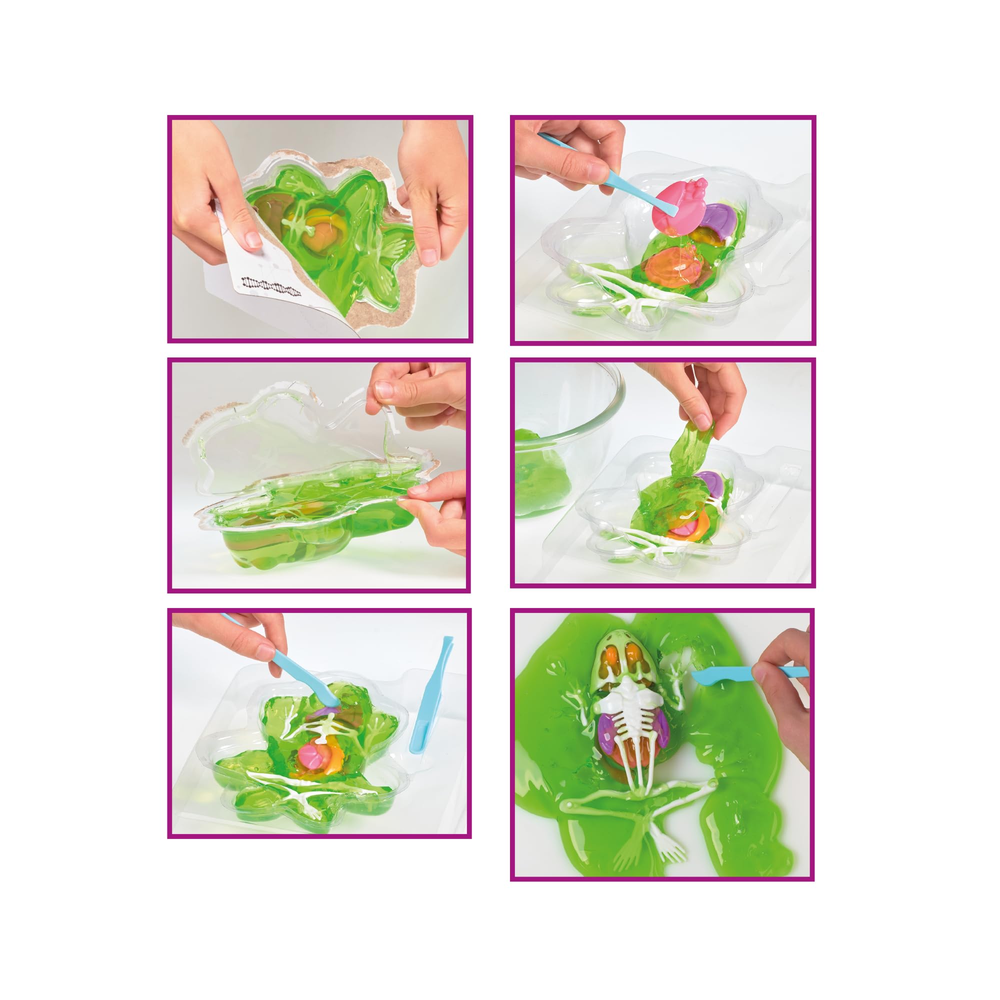 Science Mad Squishy Dissectables 2 Pack - Frog & Bat Anatomy Kit | STEM Learning 5