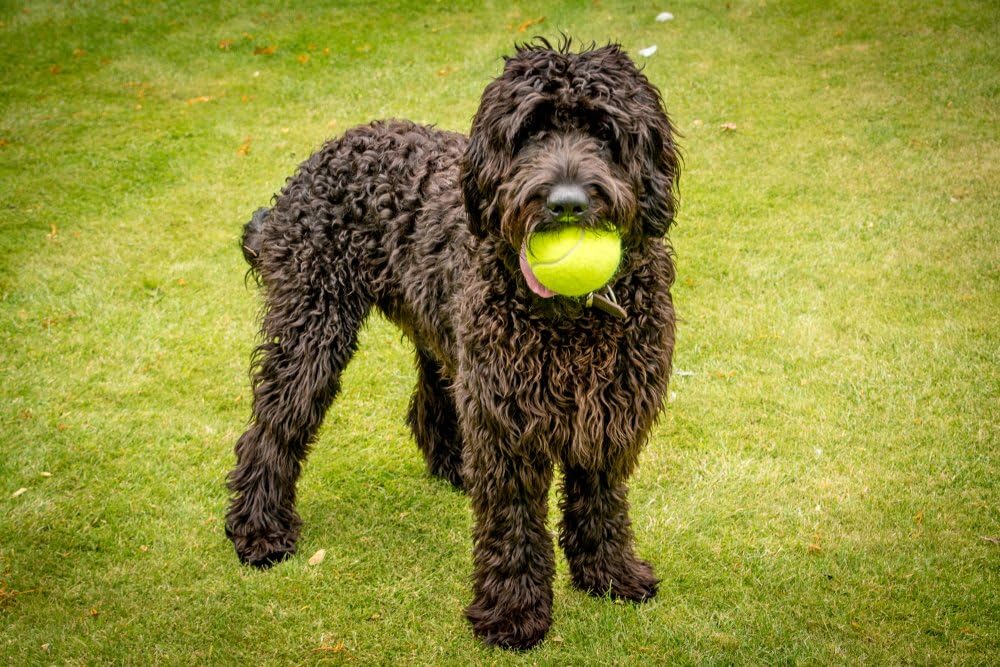 Petface Mini Super Tennis Balls for Dogs - 4.8 cm, Pack of 5 | Durable Rubber Fetch Toy