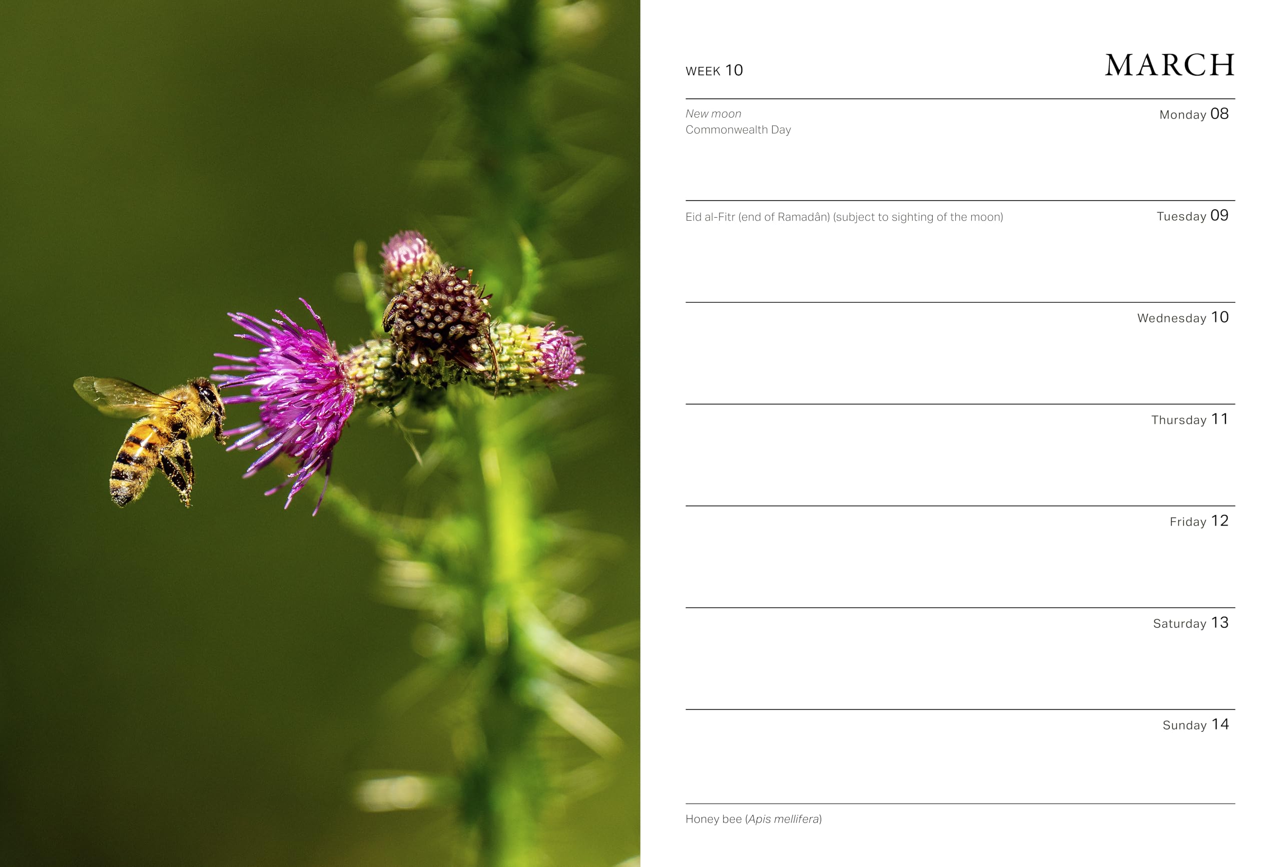 Frances Lincoln RHS Wild in the Garden Diary 2027 - Wildlife Gardening Companion | Week-to-View 5