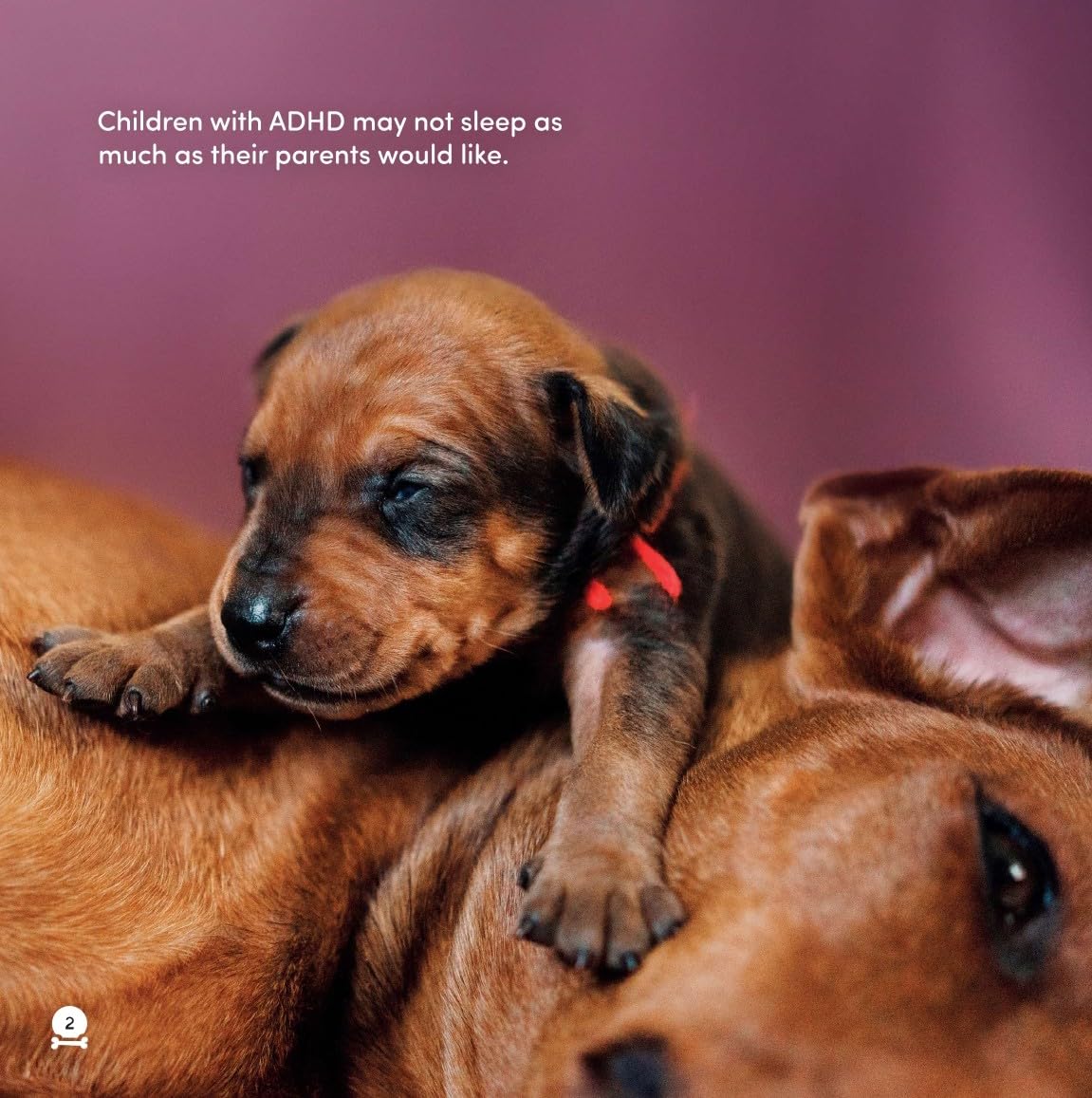 Jessica Kingsley Publishers All Dogs Have ADHD by Kathy Hoopmann | Hardcover 5