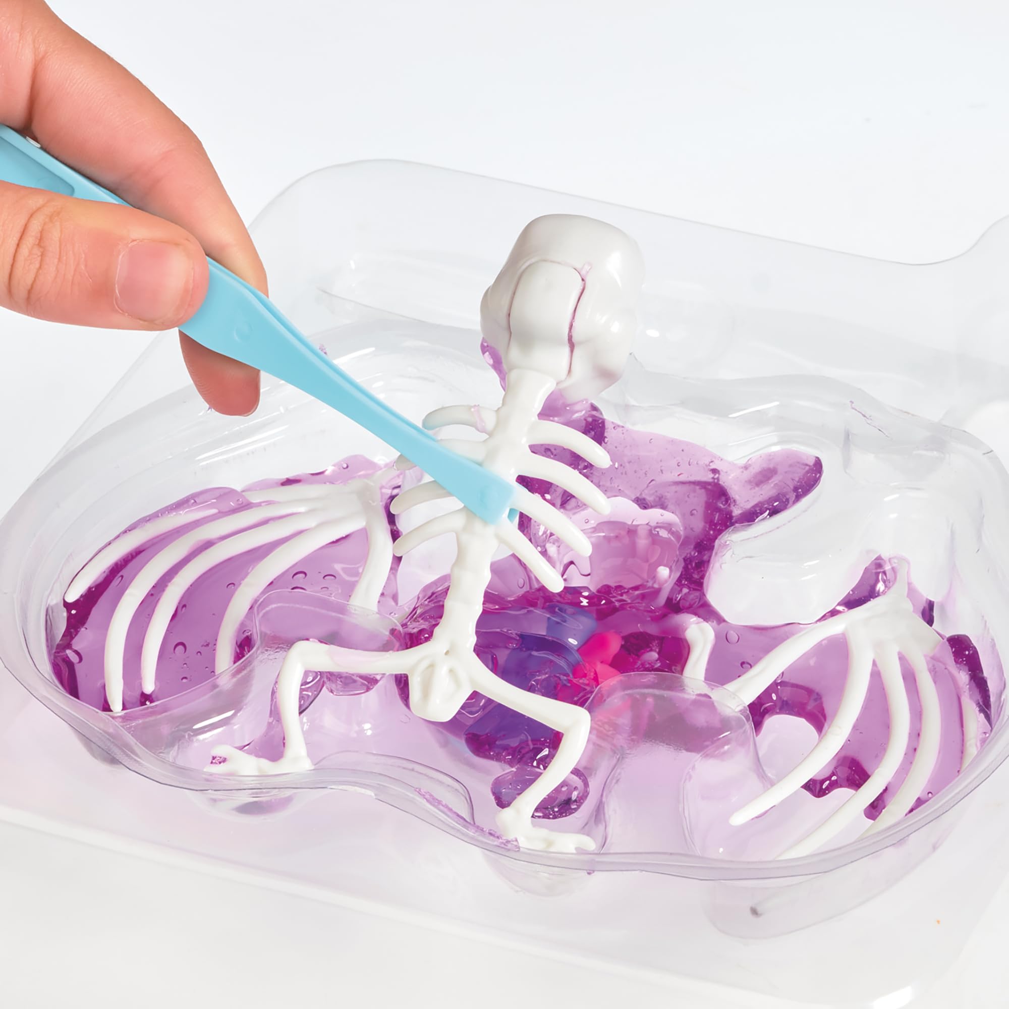 Science Mad Squishy Dissectables 2 Pack - Frog & Bat Anatomy Kit | STEM Learning 4