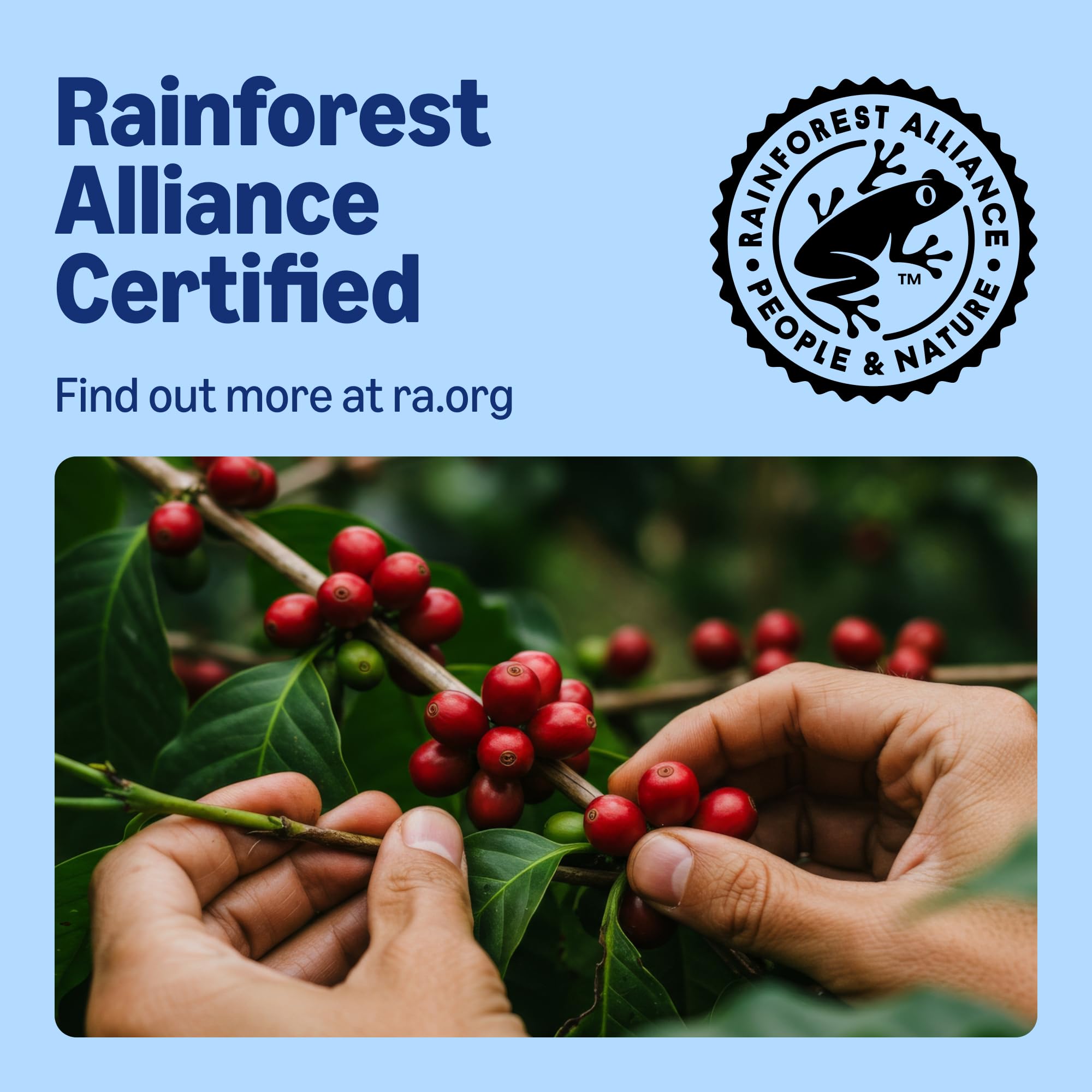 by Amazon Camomile Herbal Tea - Calming Infusion, Naturally Caffeine Free | 25 Double Chamber Bags 5