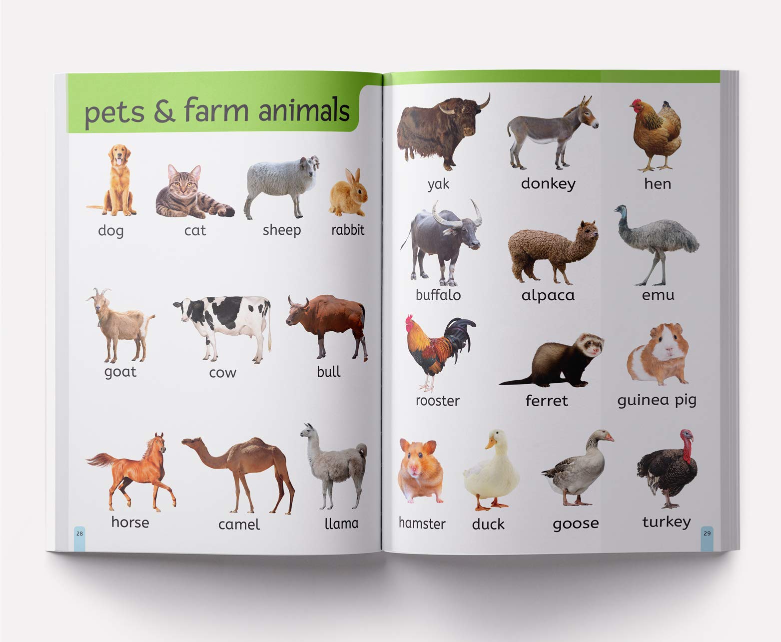 Wonder House My First 1000 Words Early Learning Picture Book | Paperback | English 8