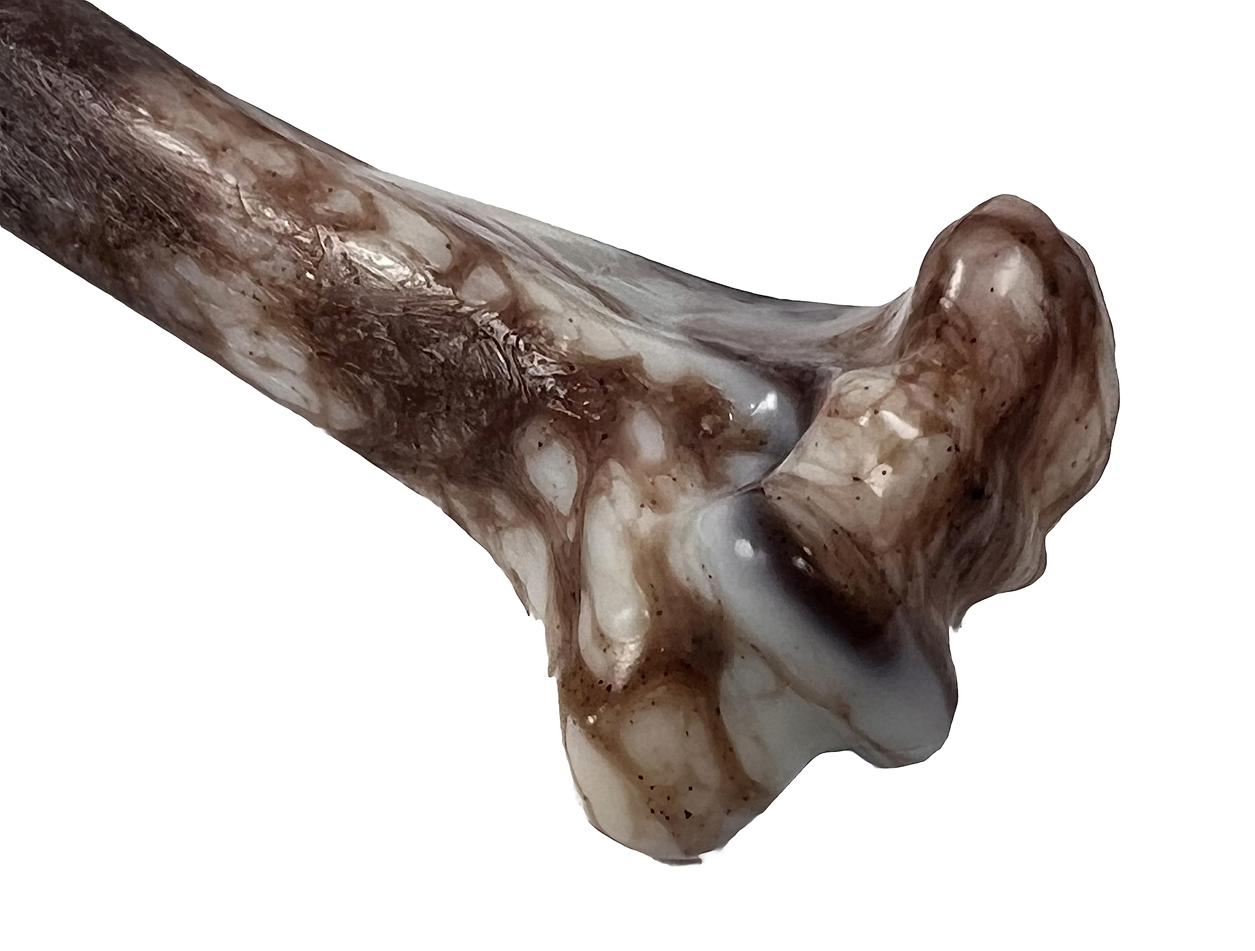 J&E Importers Jurassic Bone 10' Chew Toy for Aggressive Chewers | Heavy Duty Nylon Blend 3