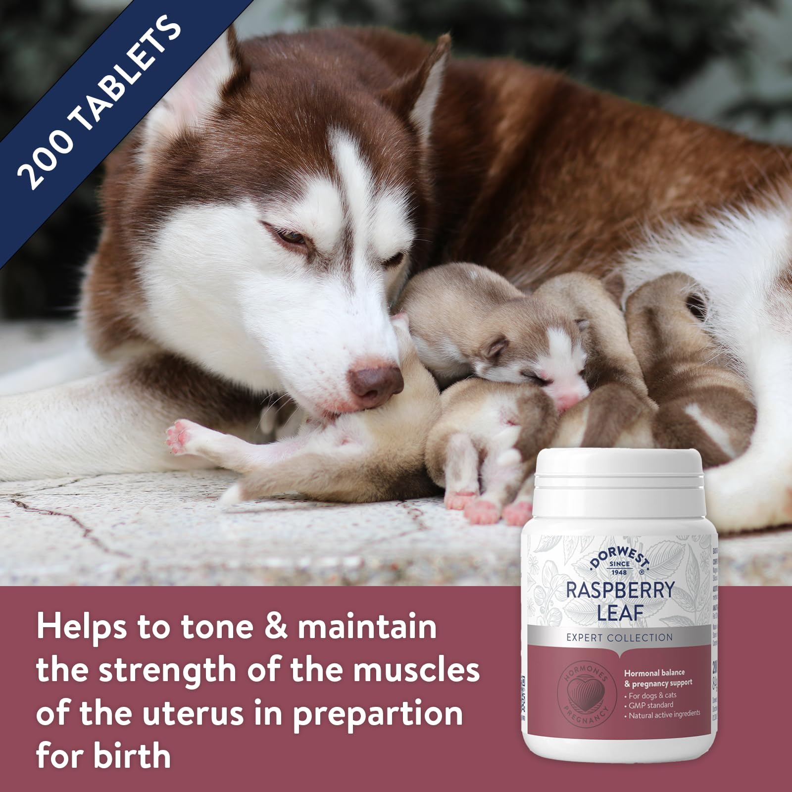 DORWEST HERBS Raspberry Leaf Tablets for Dogs & Cats - Uterine Toning & Hormone Balance | 200 Tablets