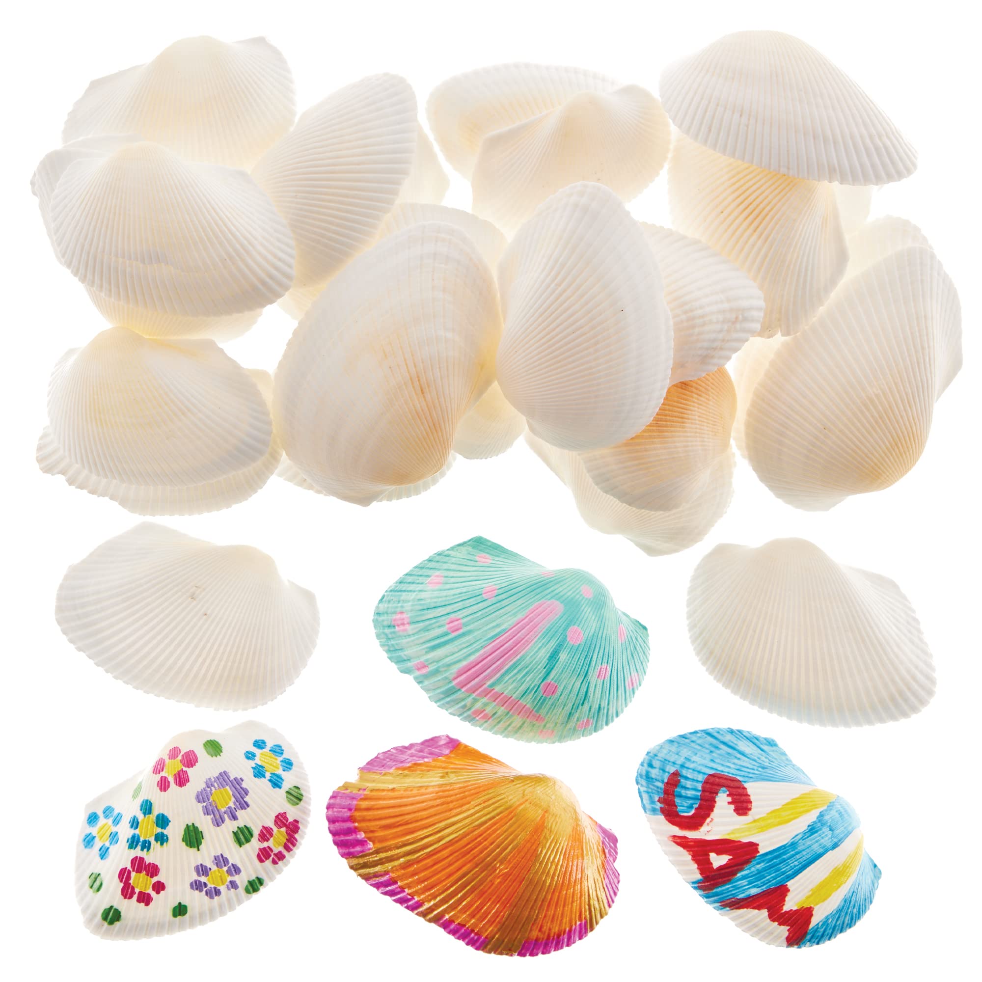 Baker Ross Natural Seaside Beach Scalloped Shells - Pack of 30 | Approx. 16mm Wide