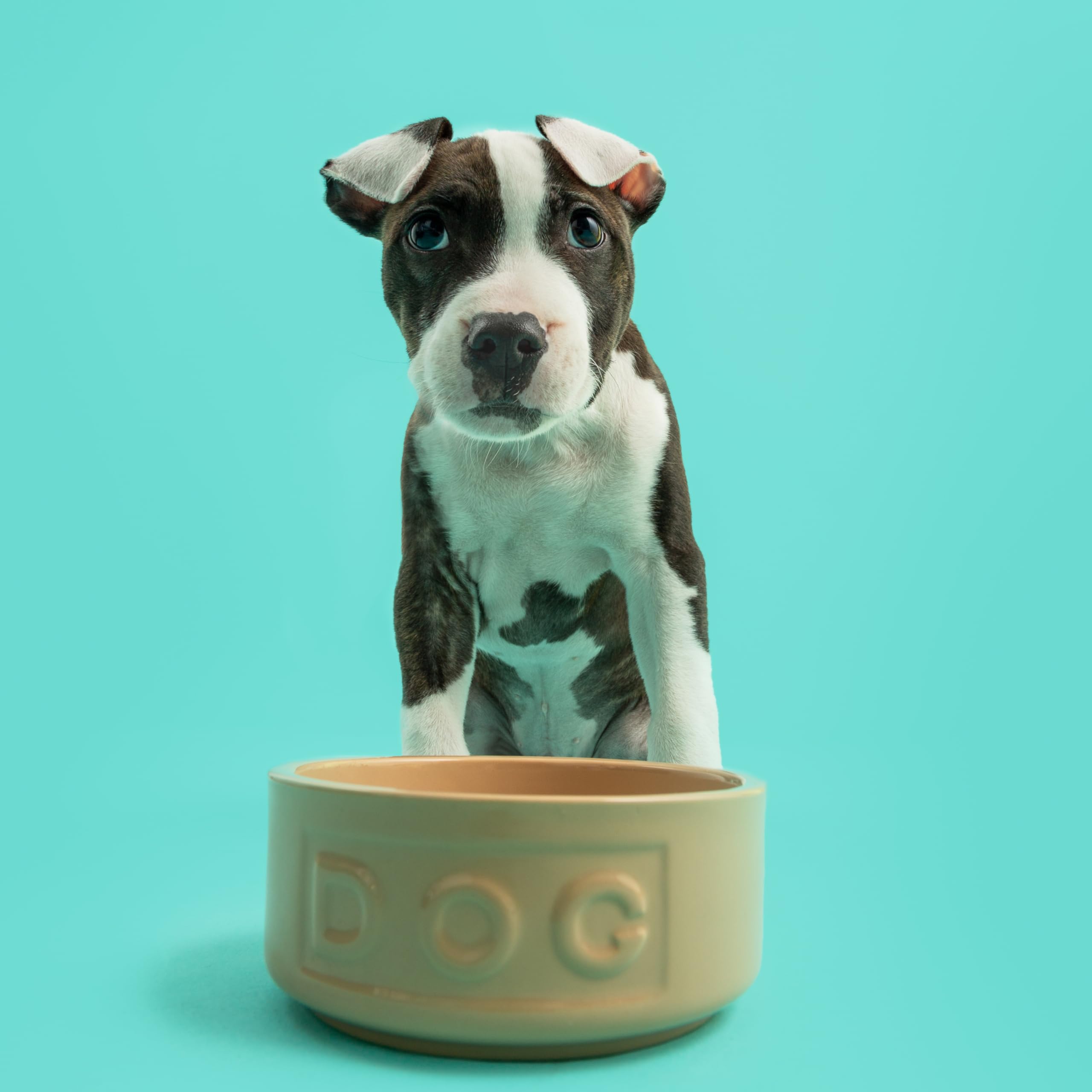 Mason Cash Cane Ceramic Dog Bowl - 400ml Capacity | Durable Stoneware | Ideal for Small Dogs 2
