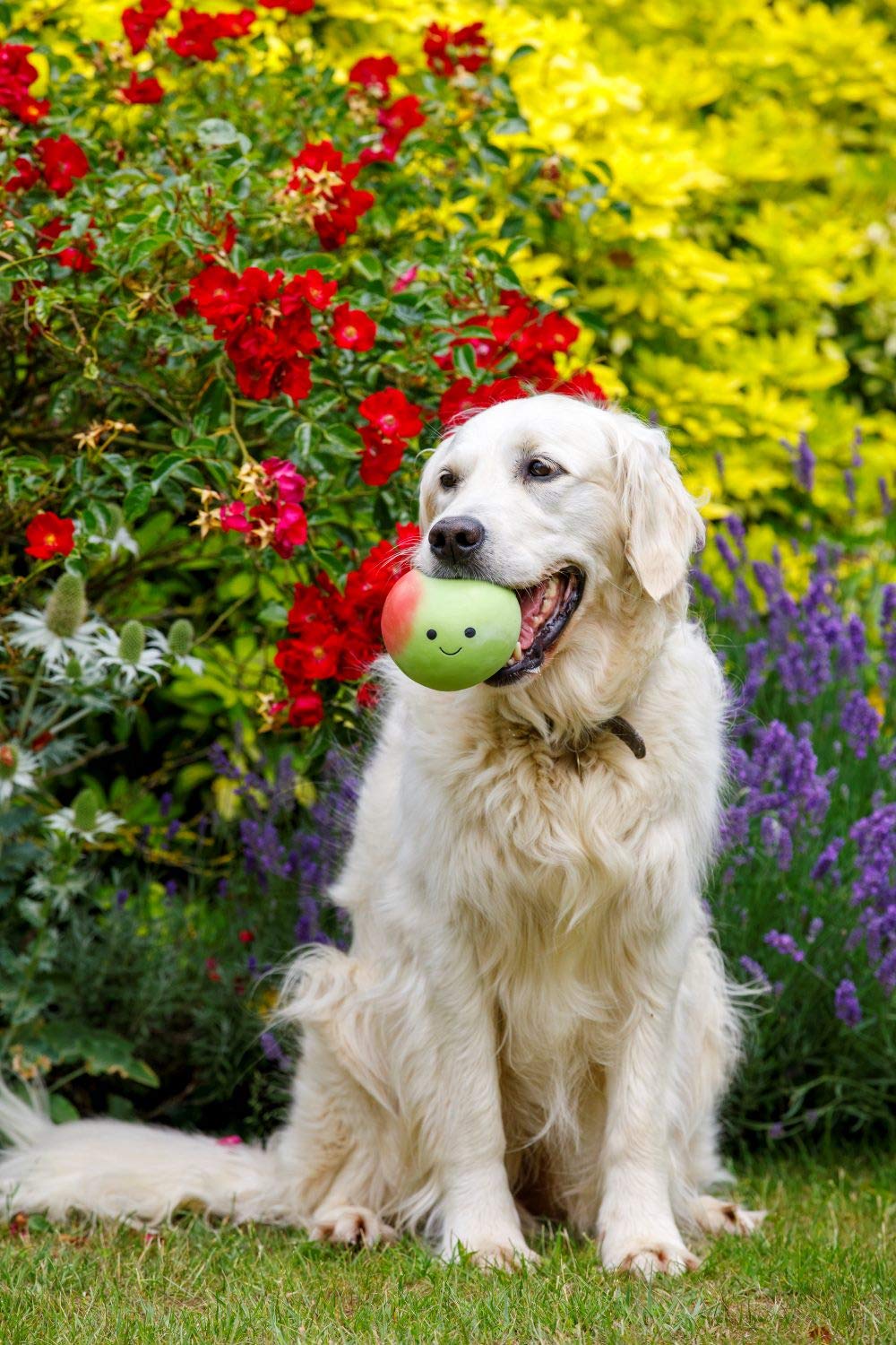 Petface Latex Apple Soft Chew Dog Toy - Large Size | Durable Natural Rubber