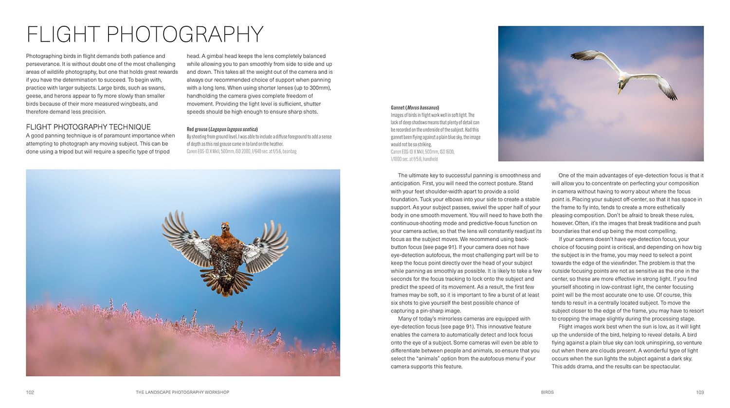 Ammonite Press The Wildlife Photography Workshop - Updated Edition | Paperback | English 8