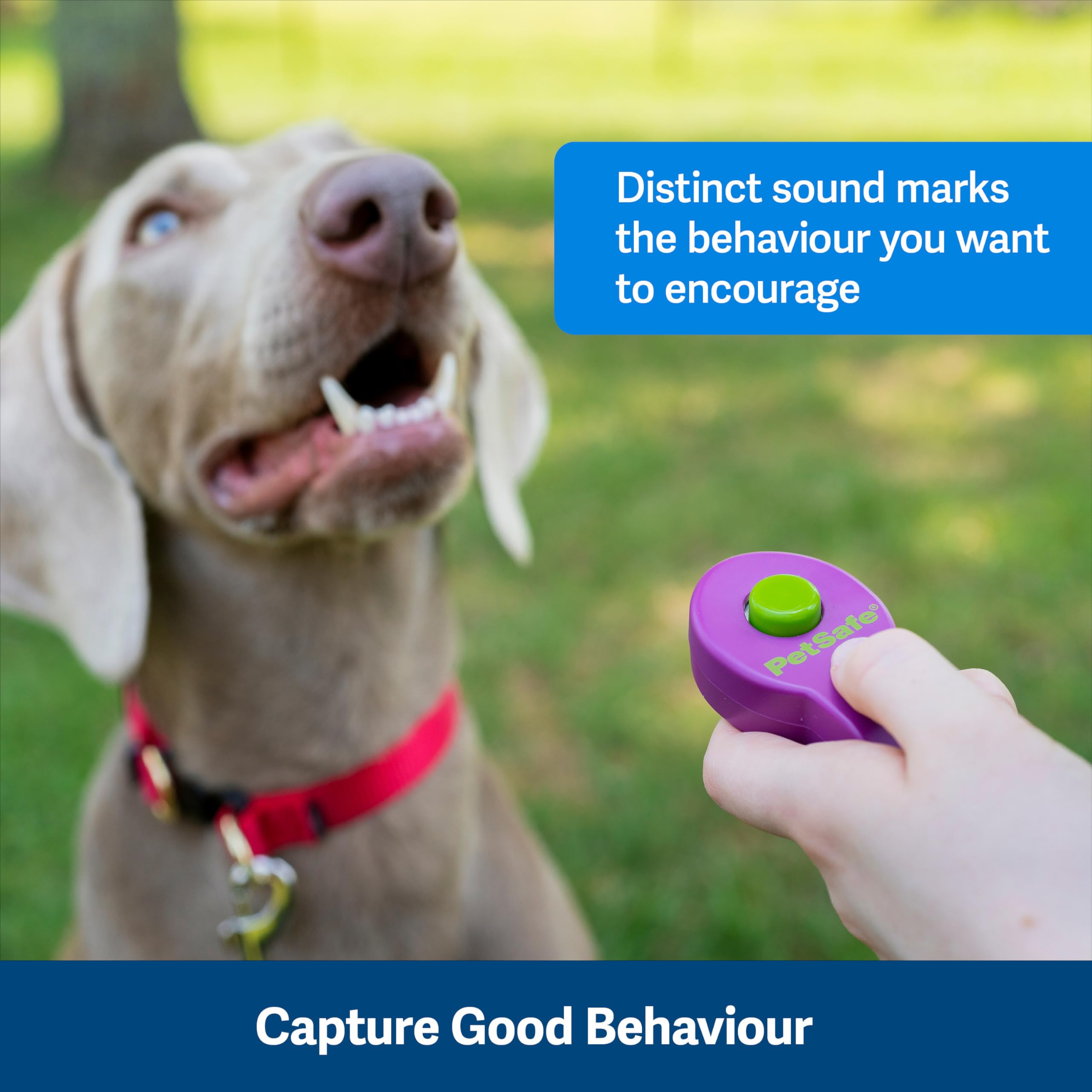 PetSafe Clik-R Training Clicker - Purple | Ergonomic Design | All Ages & Skill Levels 3