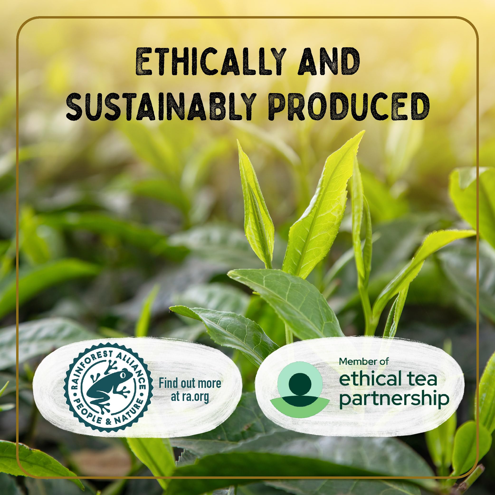 Typhoo - Gold Luxury Black Tea 80 Tea Bags 2