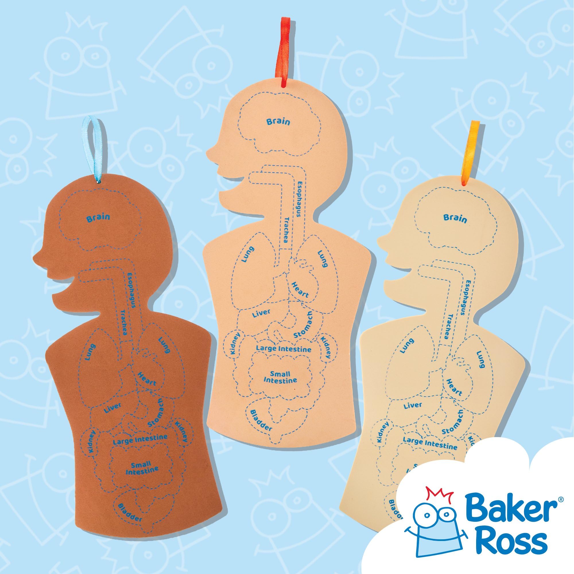 Baker Ross Human Body Kit - STEM Learning Aid for Anatomy, Pack of 4 | Self-Adhesive Foam | 31.5cm Tall 5