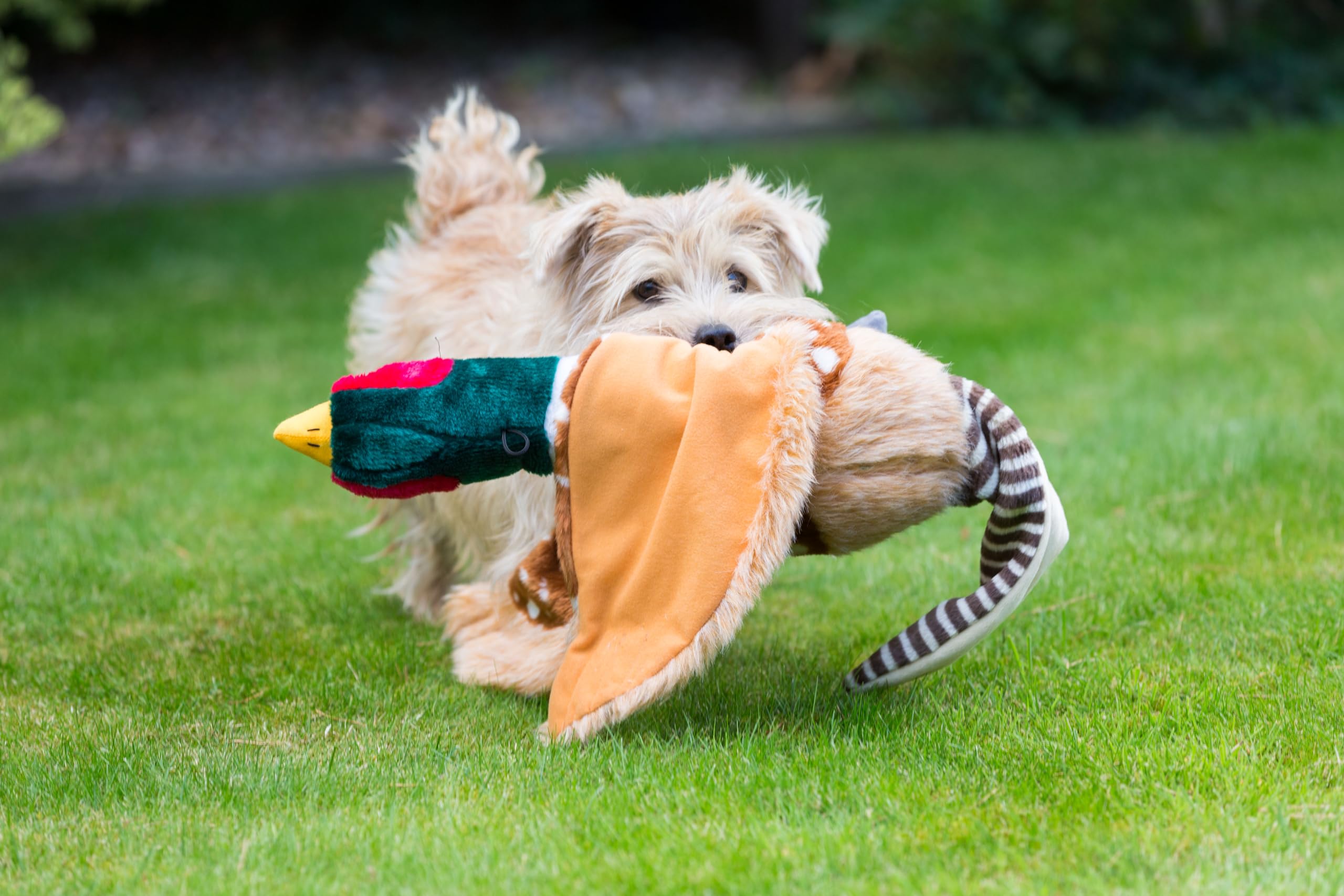 House of Paws Small Pheasant Plush Dog Toy with Squeaker