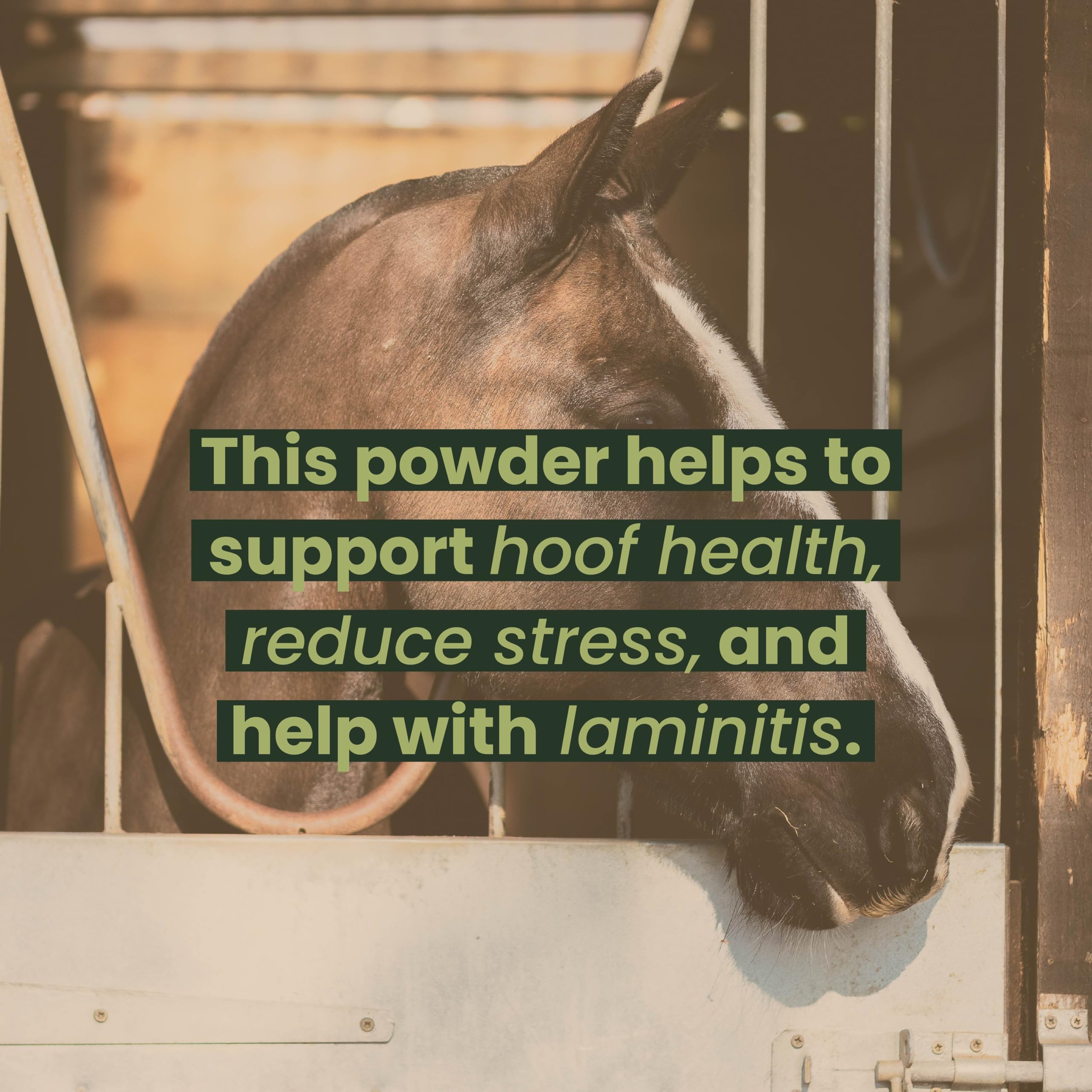 Horse Herbs Magnesium Oxide Powder - 1kg | Calming & Digestive Supplement for Horses 4