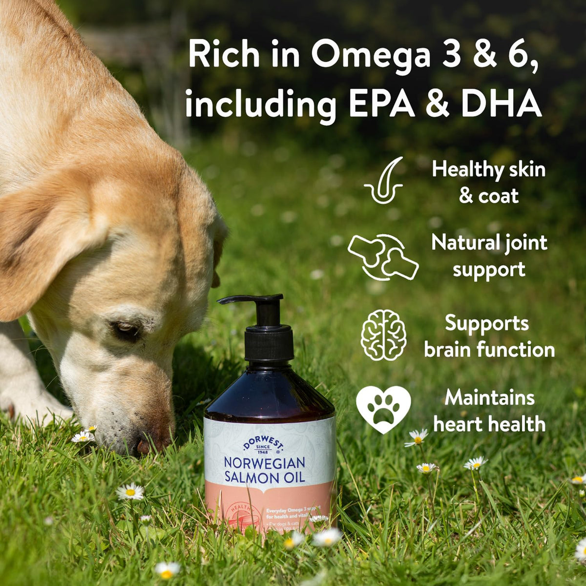 DORWEST HERBS Norwegian Salmon Oil - 500ml | Skin & Coat Support | Joint Health | Heart Health