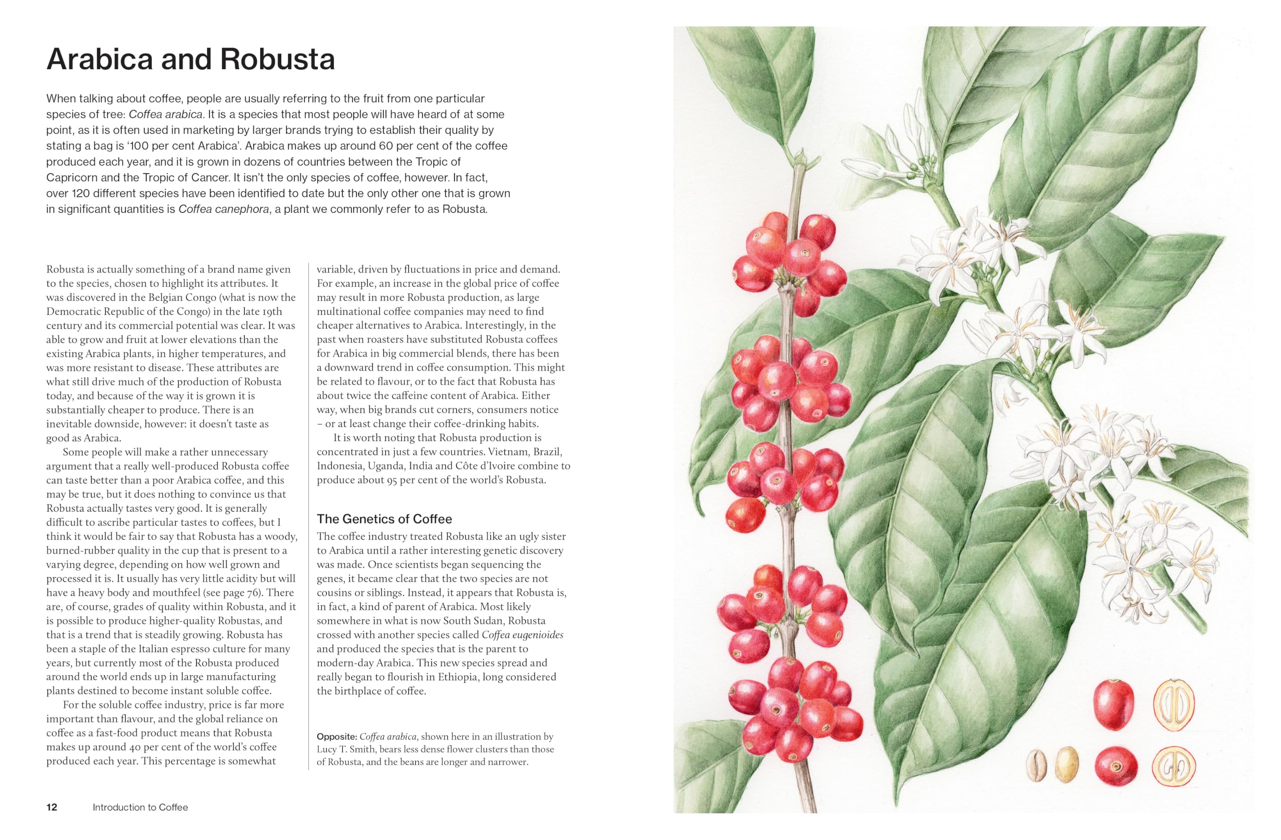 The World Atlas of Coffee 3rd Edition by James Hoffmann - Comprehensive Coffee Guide | Hardcover 2