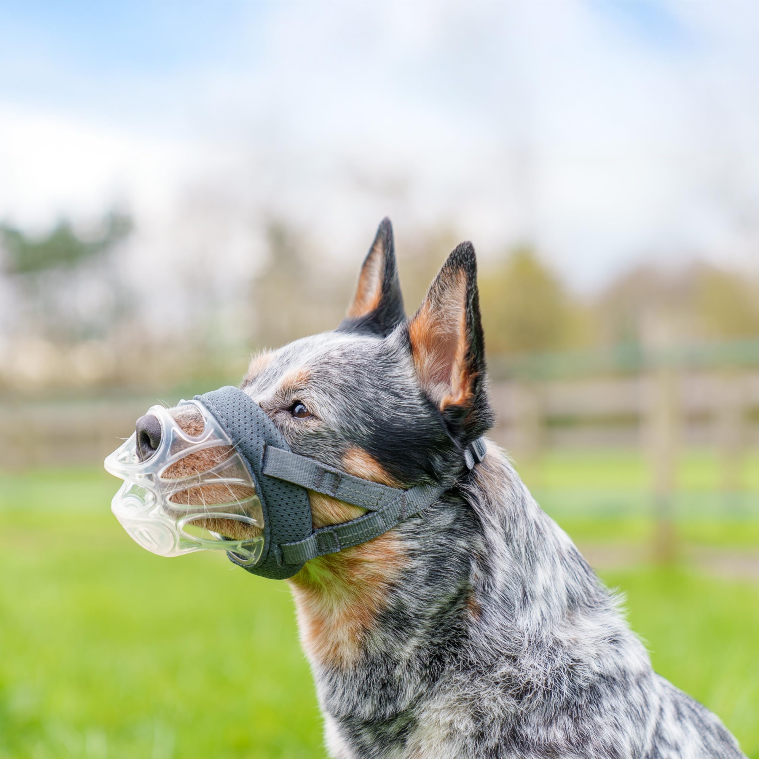 Baskerville INVISA Basket Dog Muzzle - Transparent Design, Heat Shapable | Size 3 2