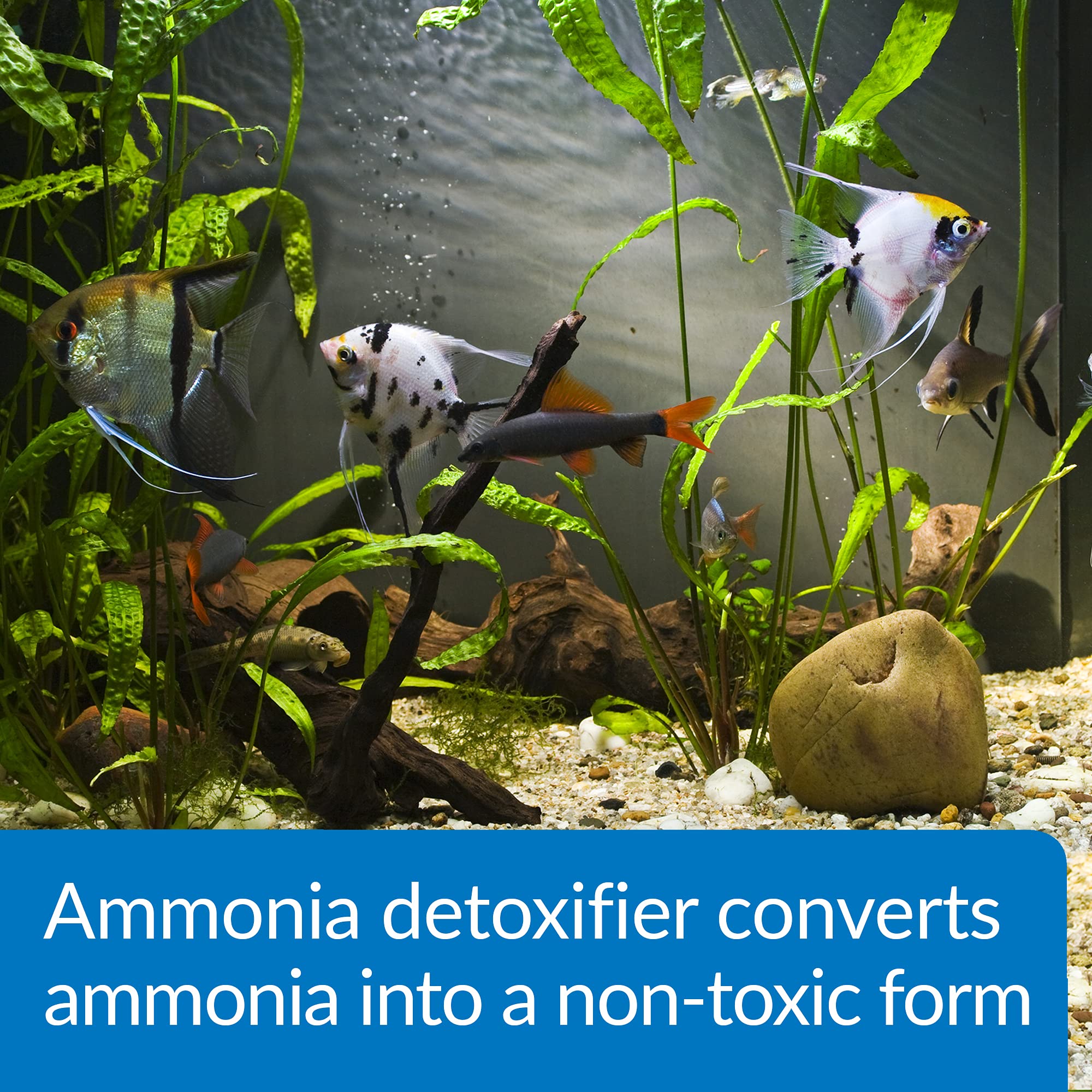 API AMMO-LOCK Ammonia Detoxifier for Freshwater & Saltwater Aquariums - 473 ml Liquid 3