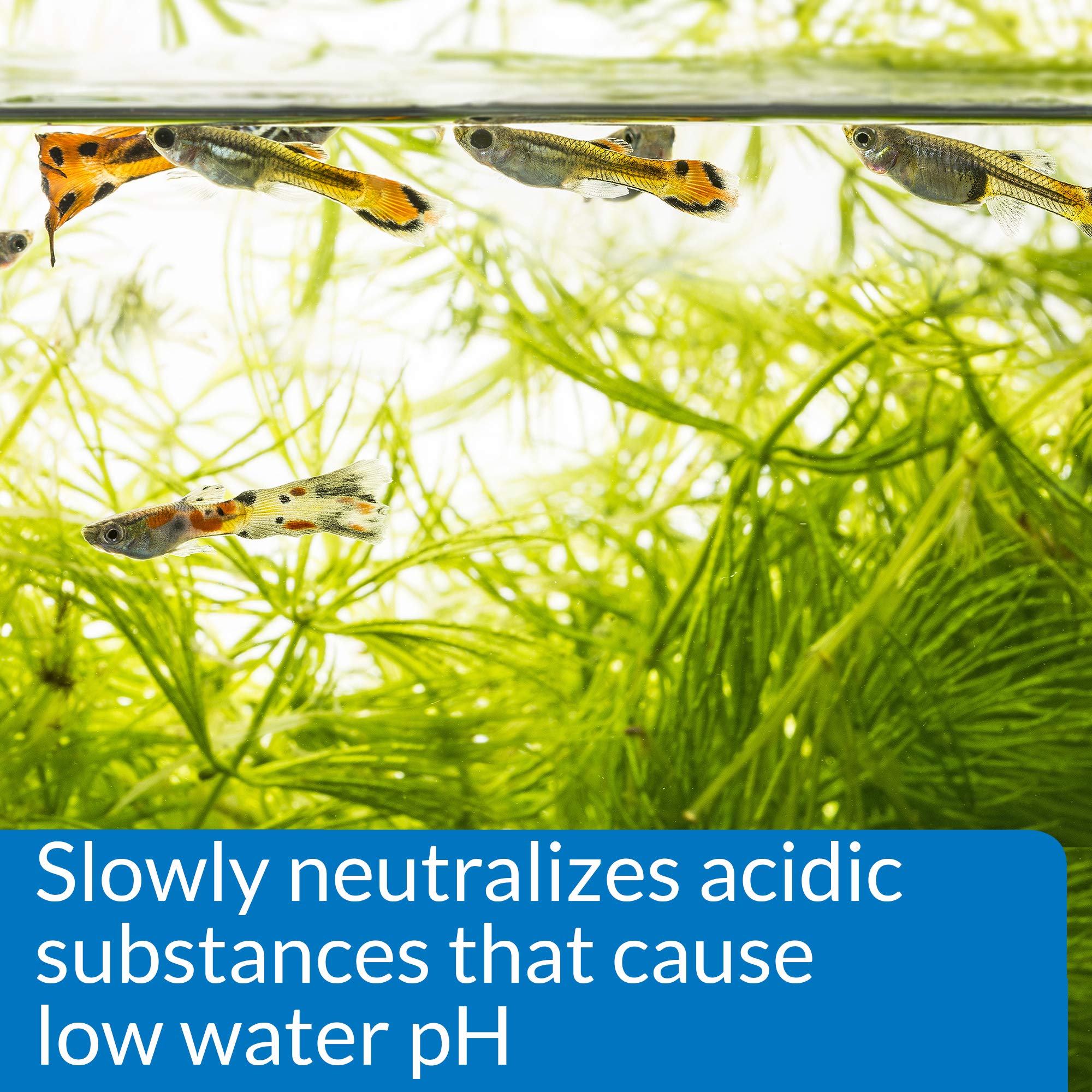 API pH UP Freshwater Aquarium Water pH Raising Solution - Phosphate-Free Formula | 118 ml 4
