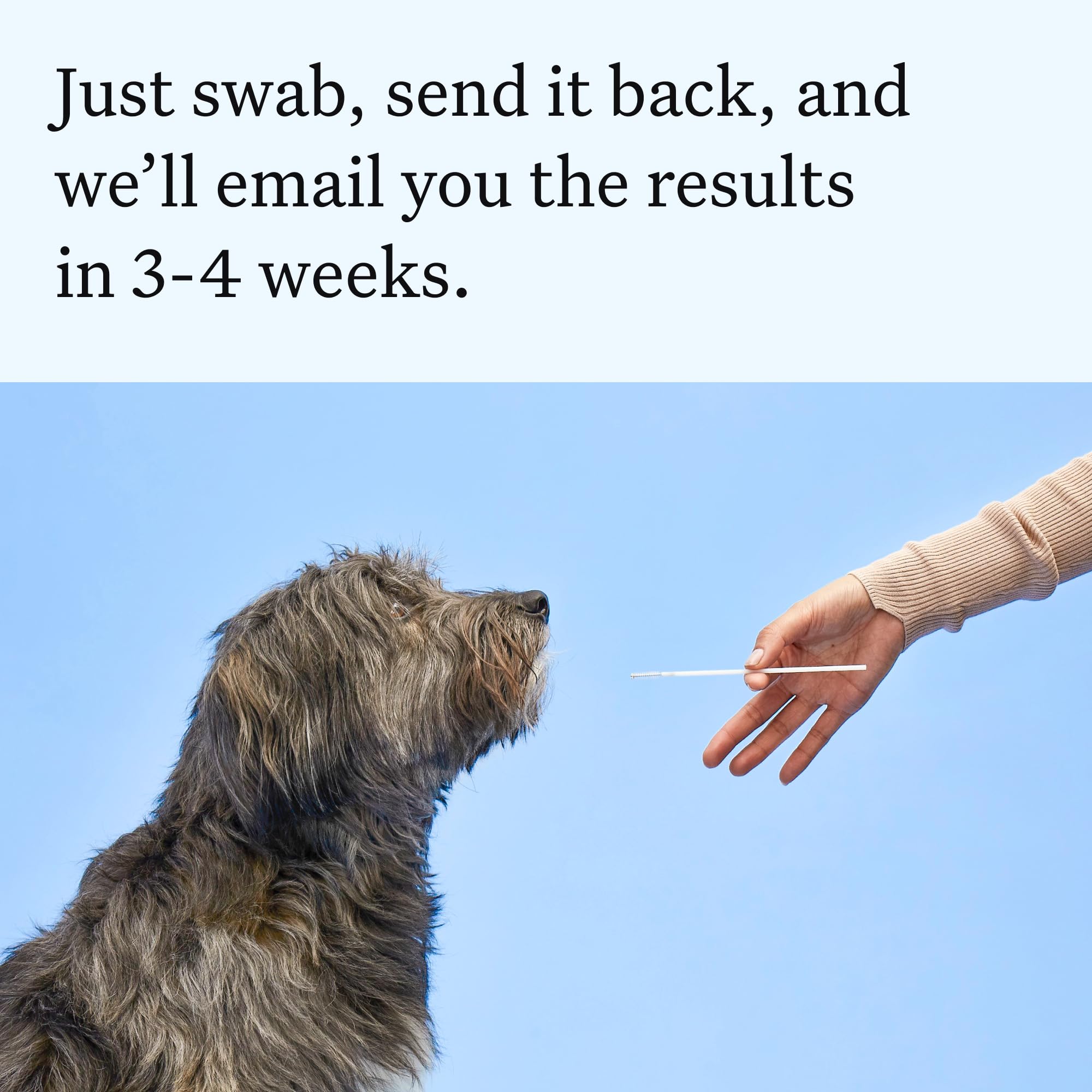 Wisdom Panel Essential Dog DNA Test Kit for Breed ID, Health Screening & Traits | 365+ Breeds 6